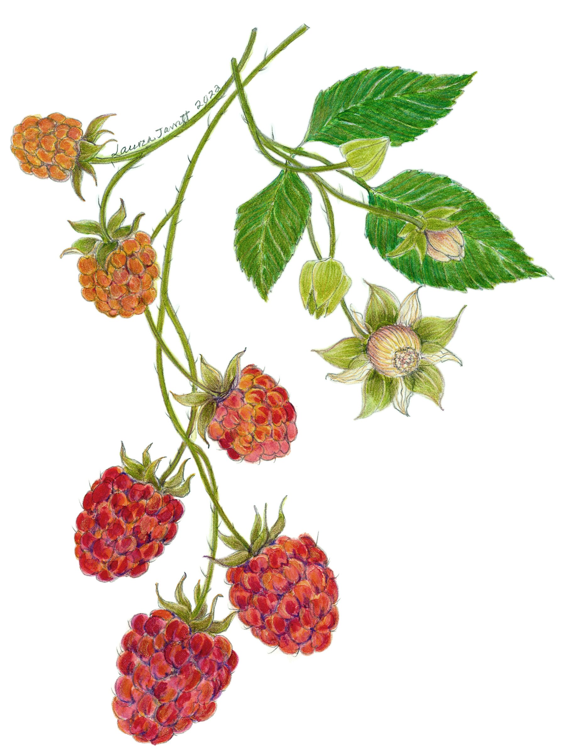Raspberries, Rubus ideaus