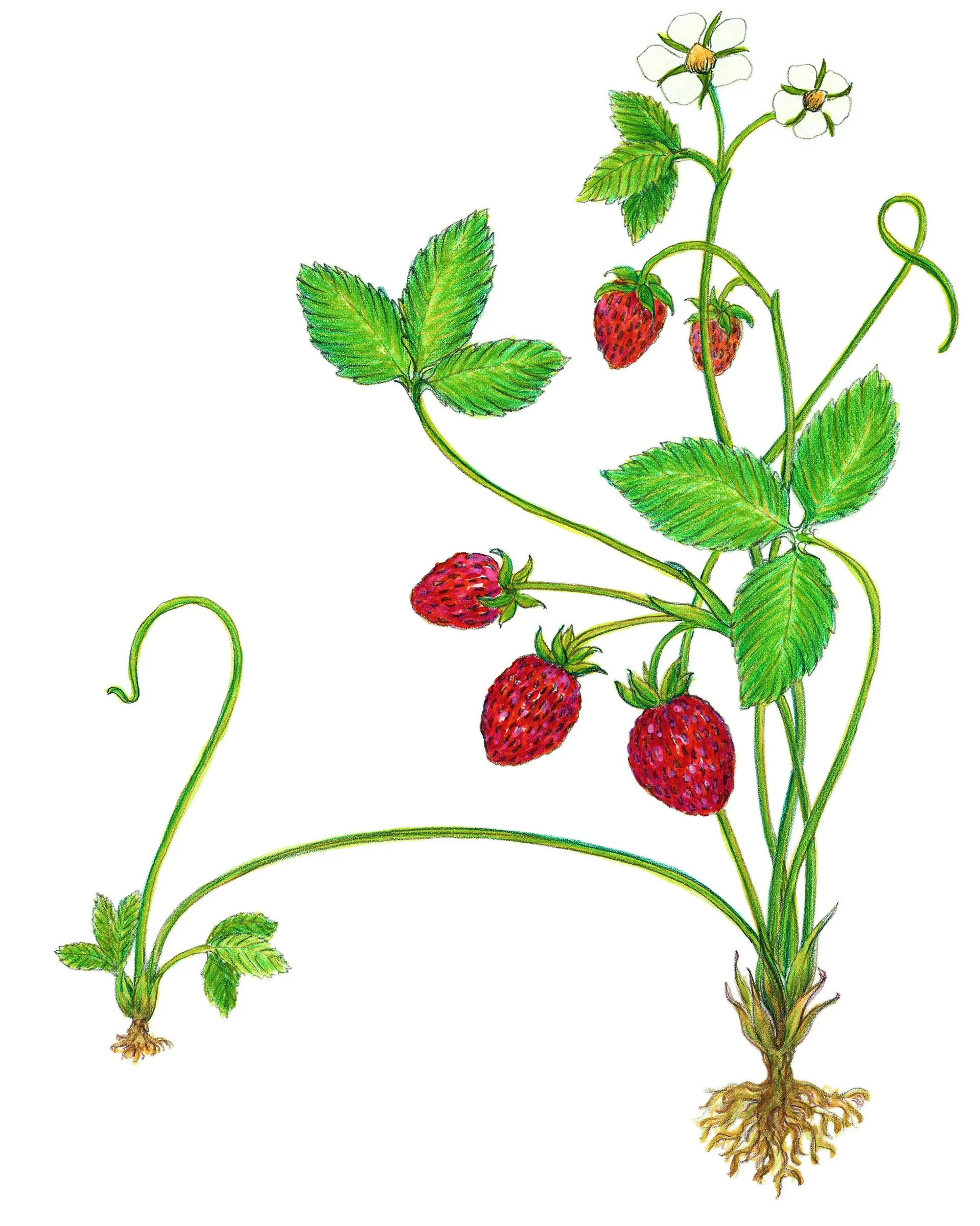 Wild Strawberries, Fragaria virginiana