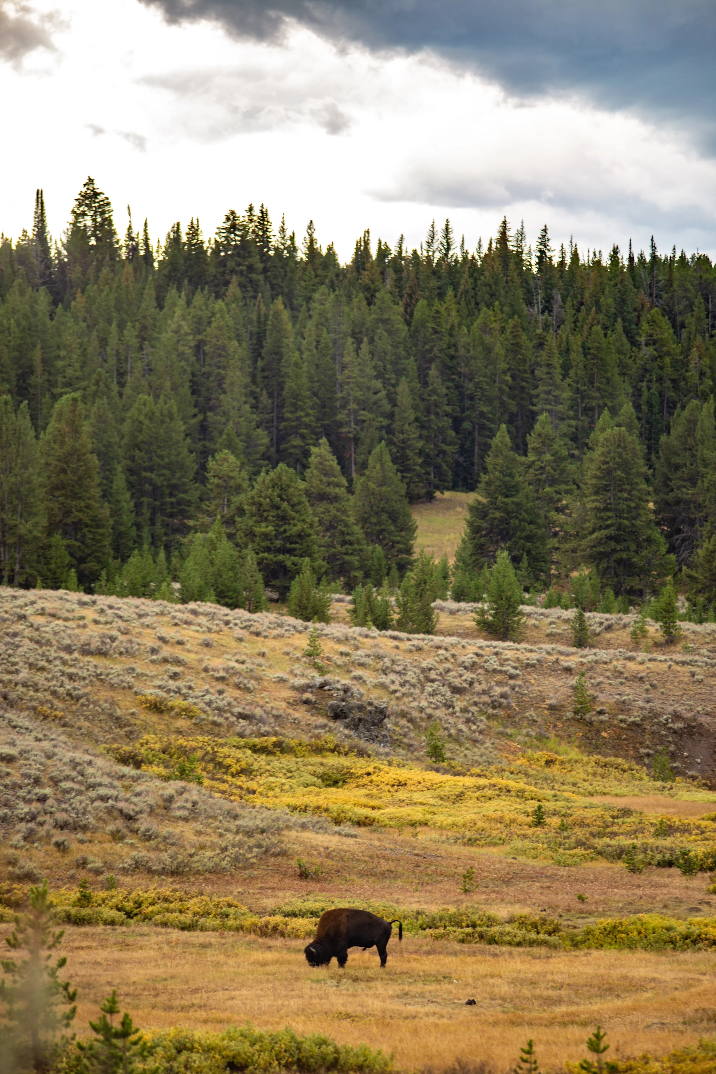 photo-09142025-Montana-Yellowstone-45.jpg