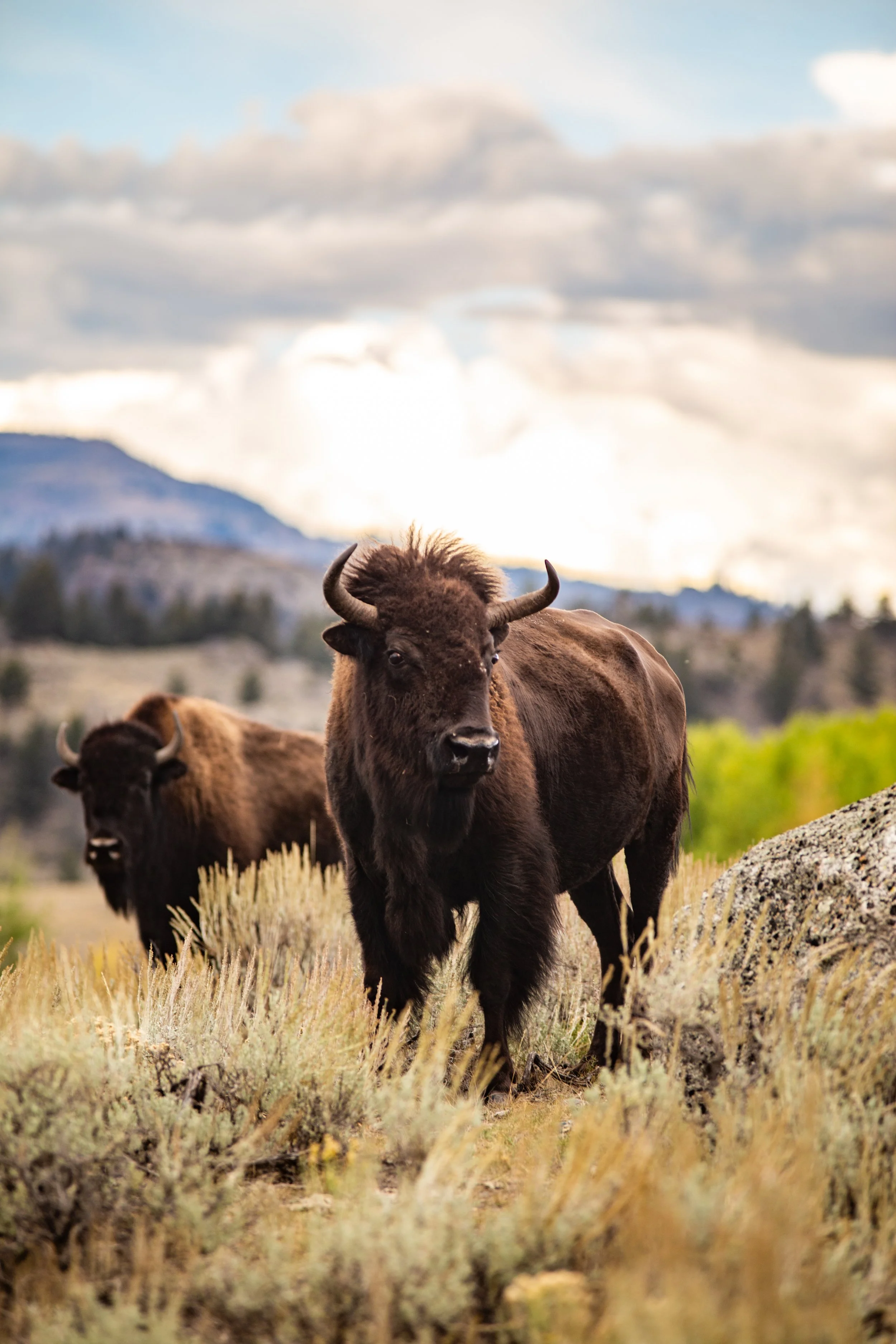 photo-09142025-Montana-Yellowstone-114.jpg