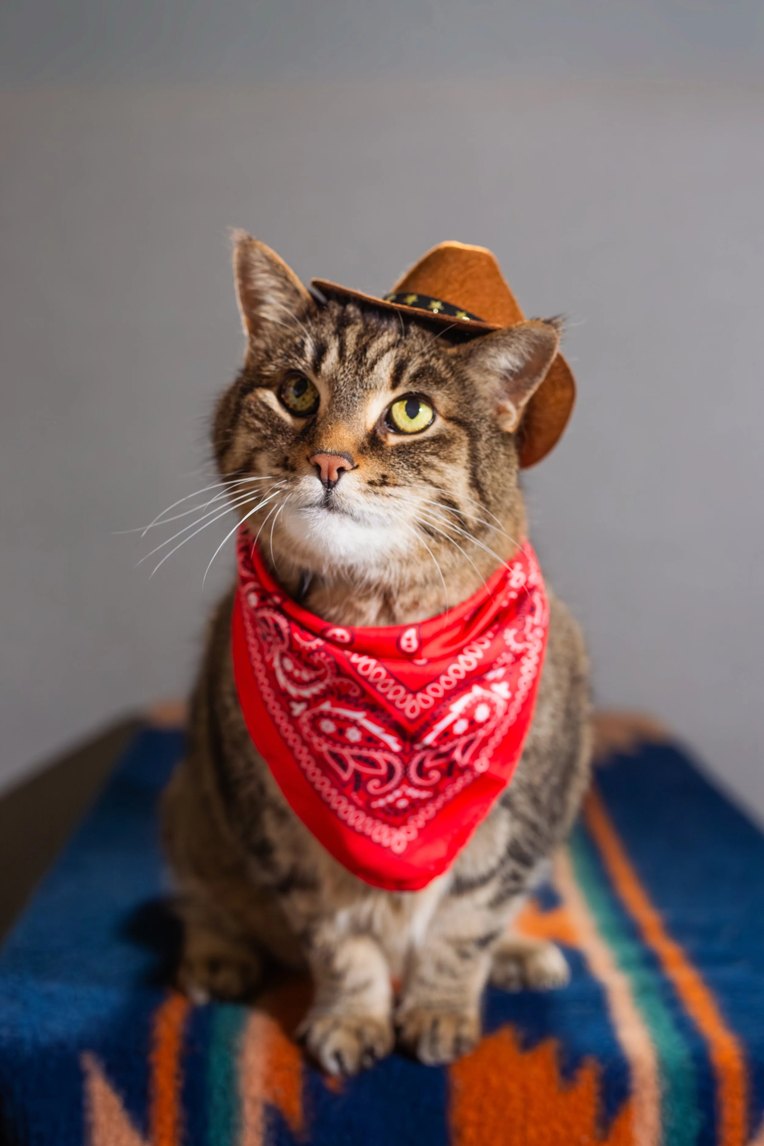 photo-10252025-Pet_Portrait-Halloween-8.jpg