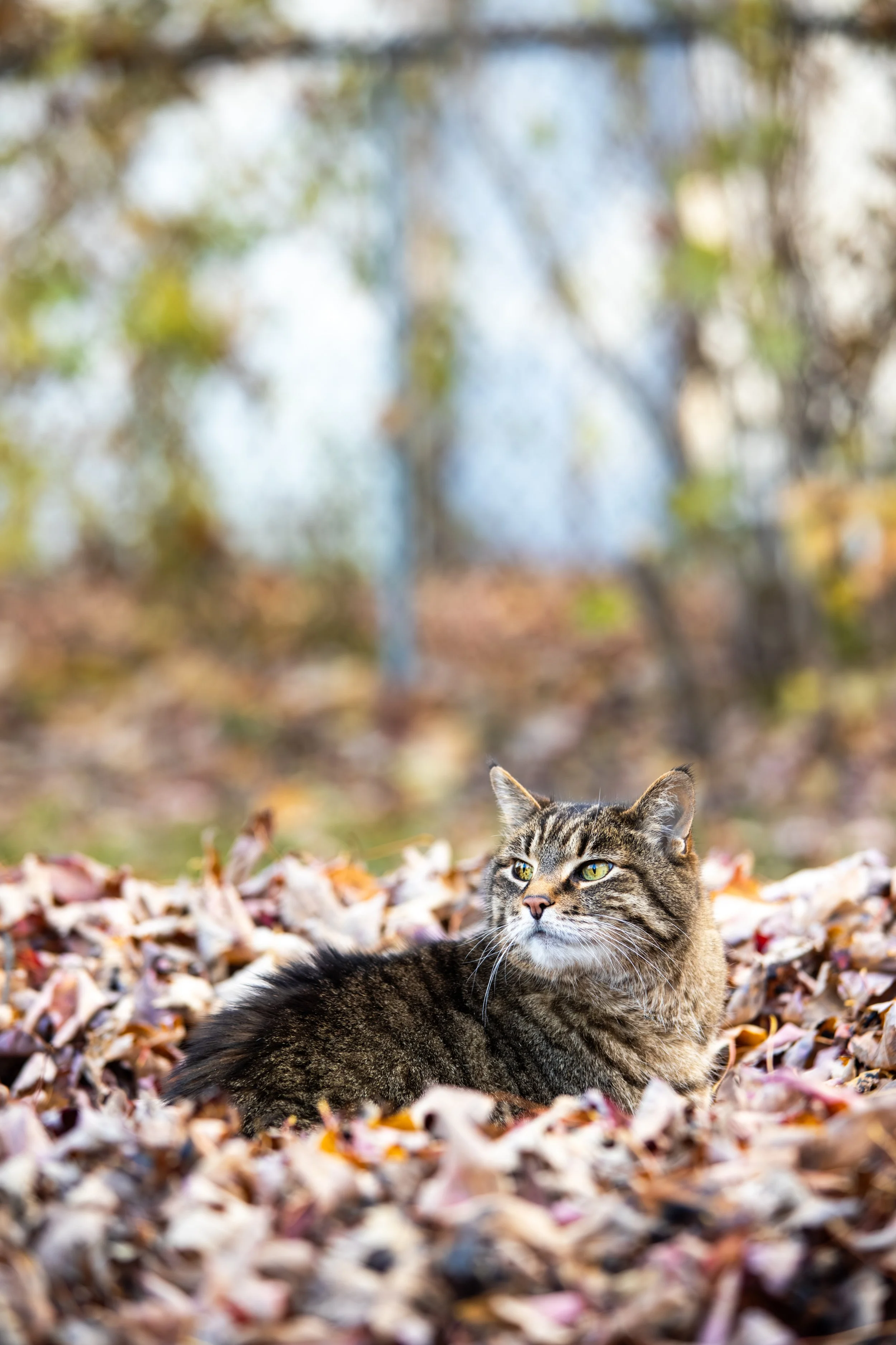 photo-11162025-Kai_Bart-Fall-4.jpg