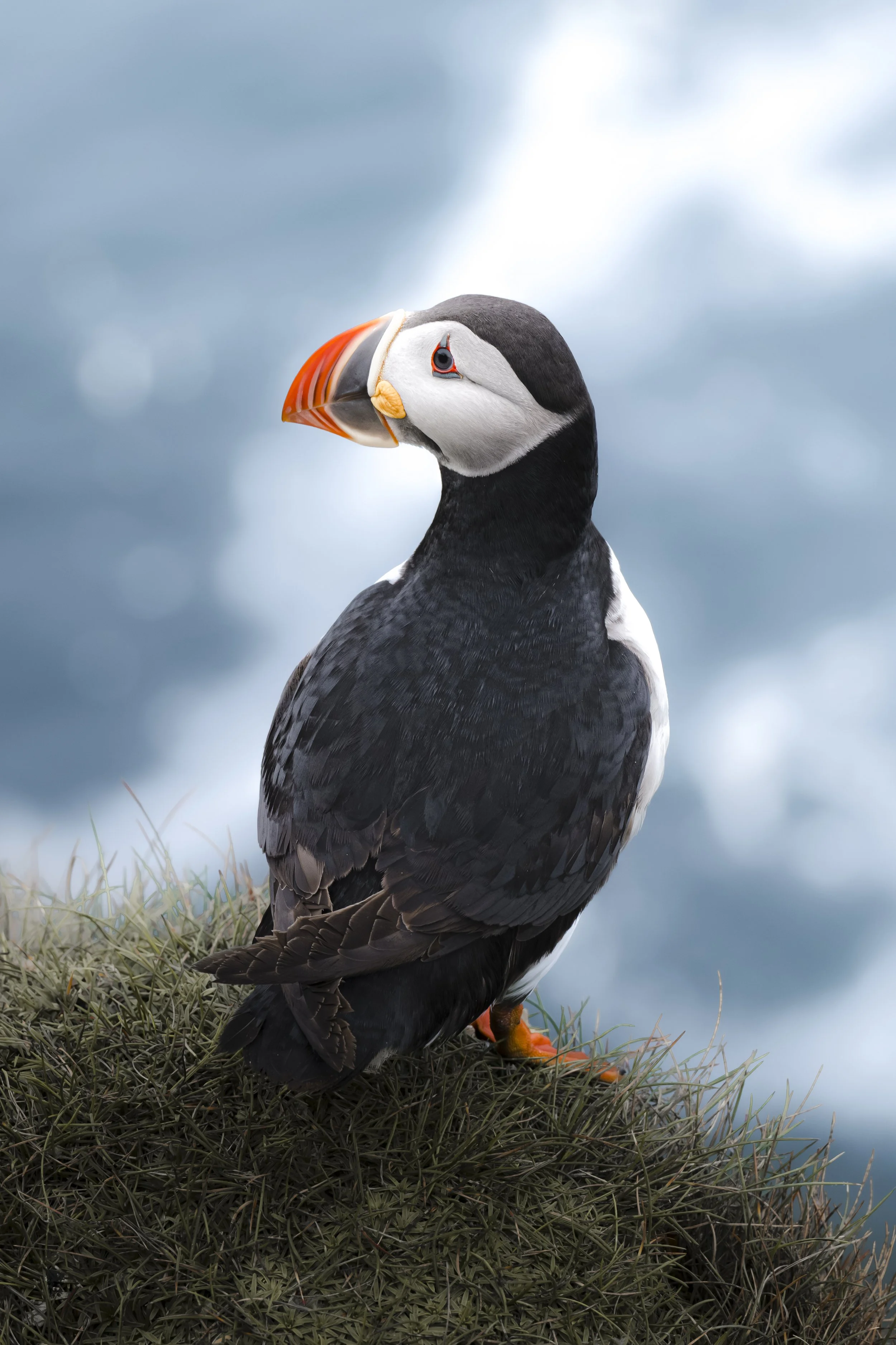 PERCHED1.jpg