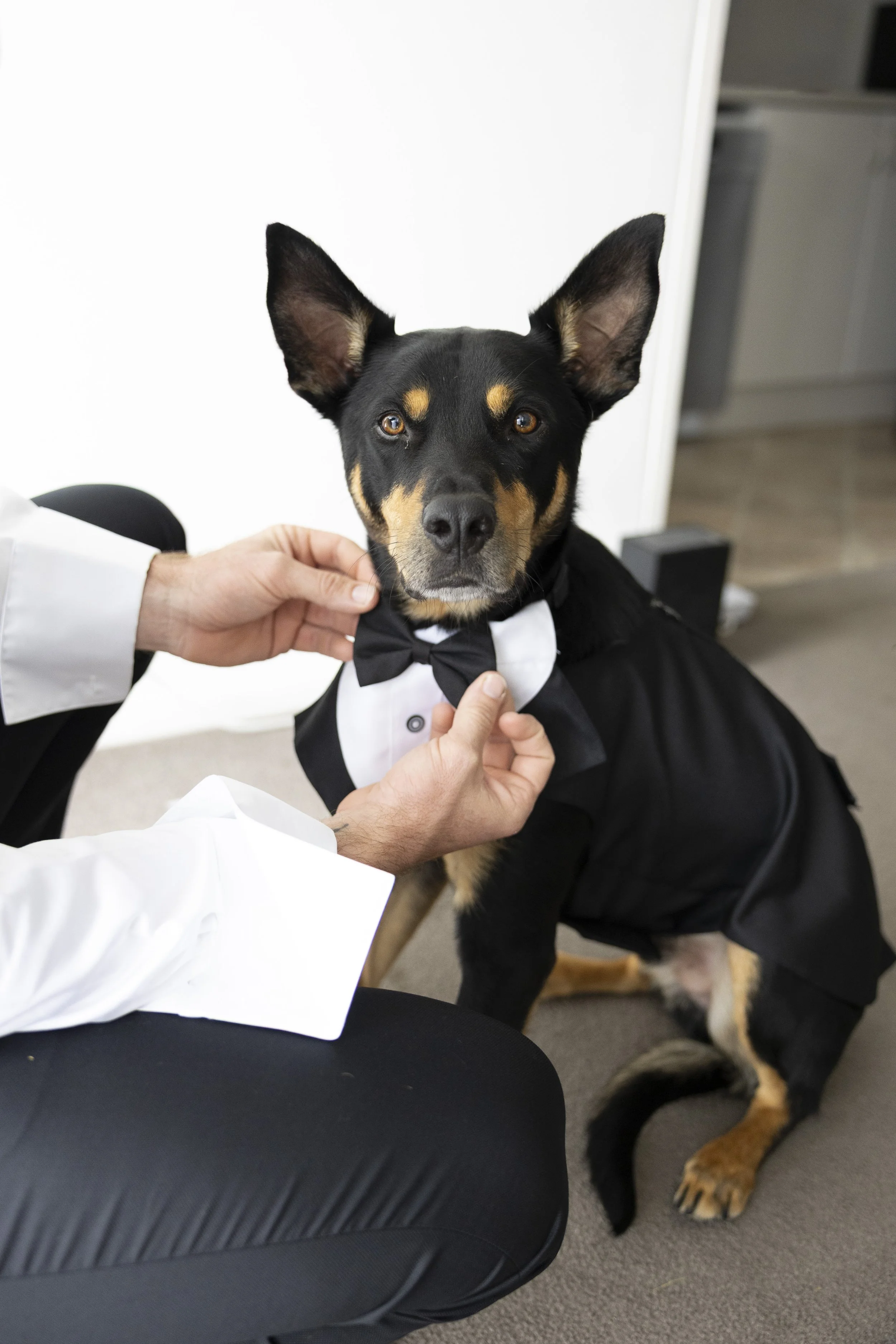 A dog dressed in a tuxedo with a bow tie, sitting on the floor while a person adjusts its bow tie.