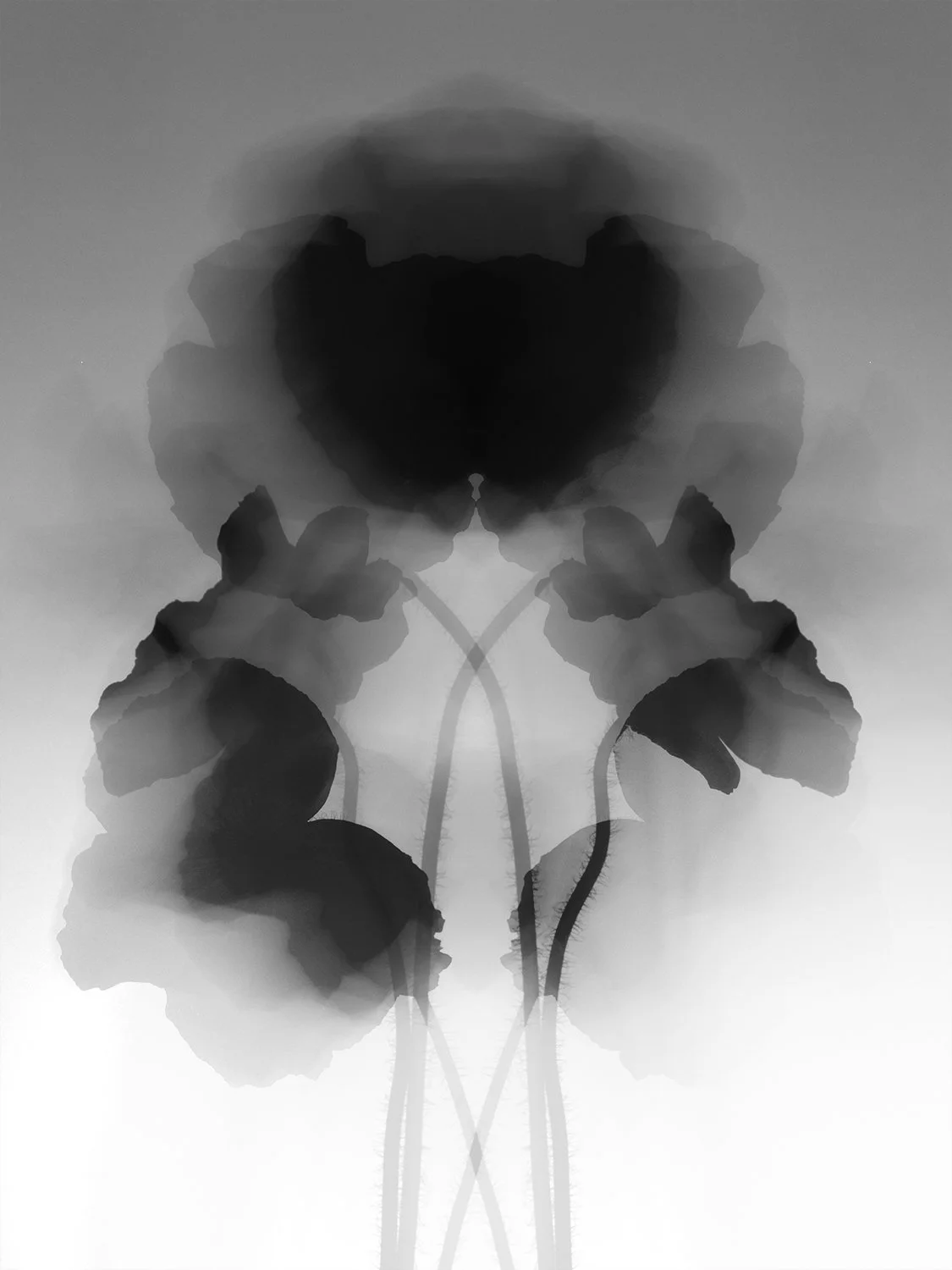 Flowers-29488_3_4.jpg