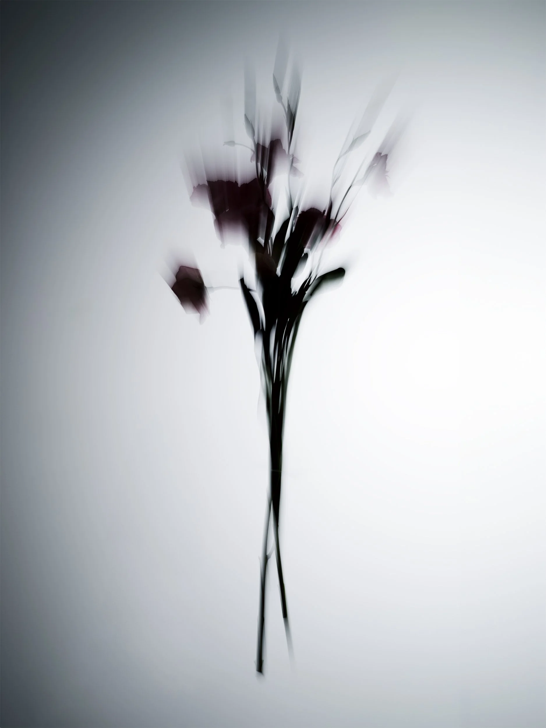 Flowers 310240_RT_web.jpg