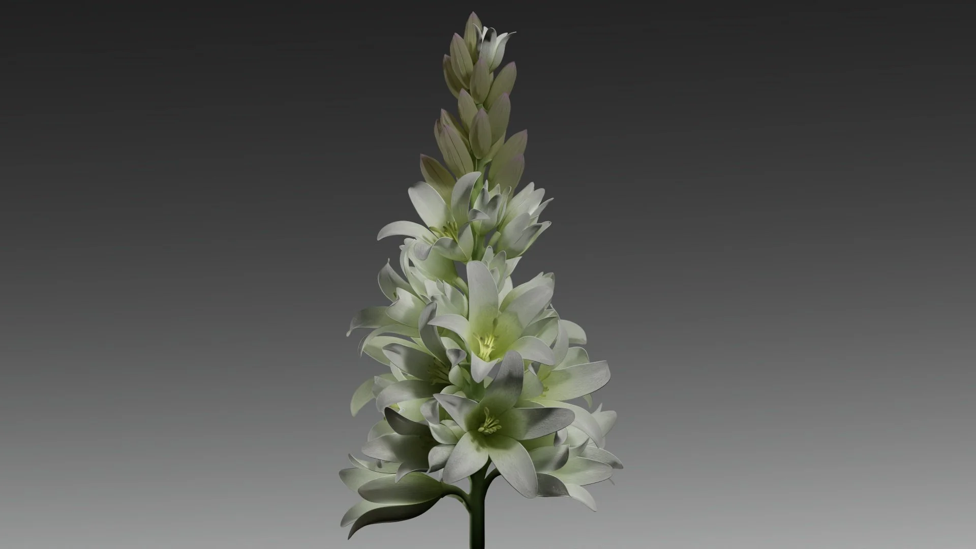 Tuberose_v1_0001.jpg