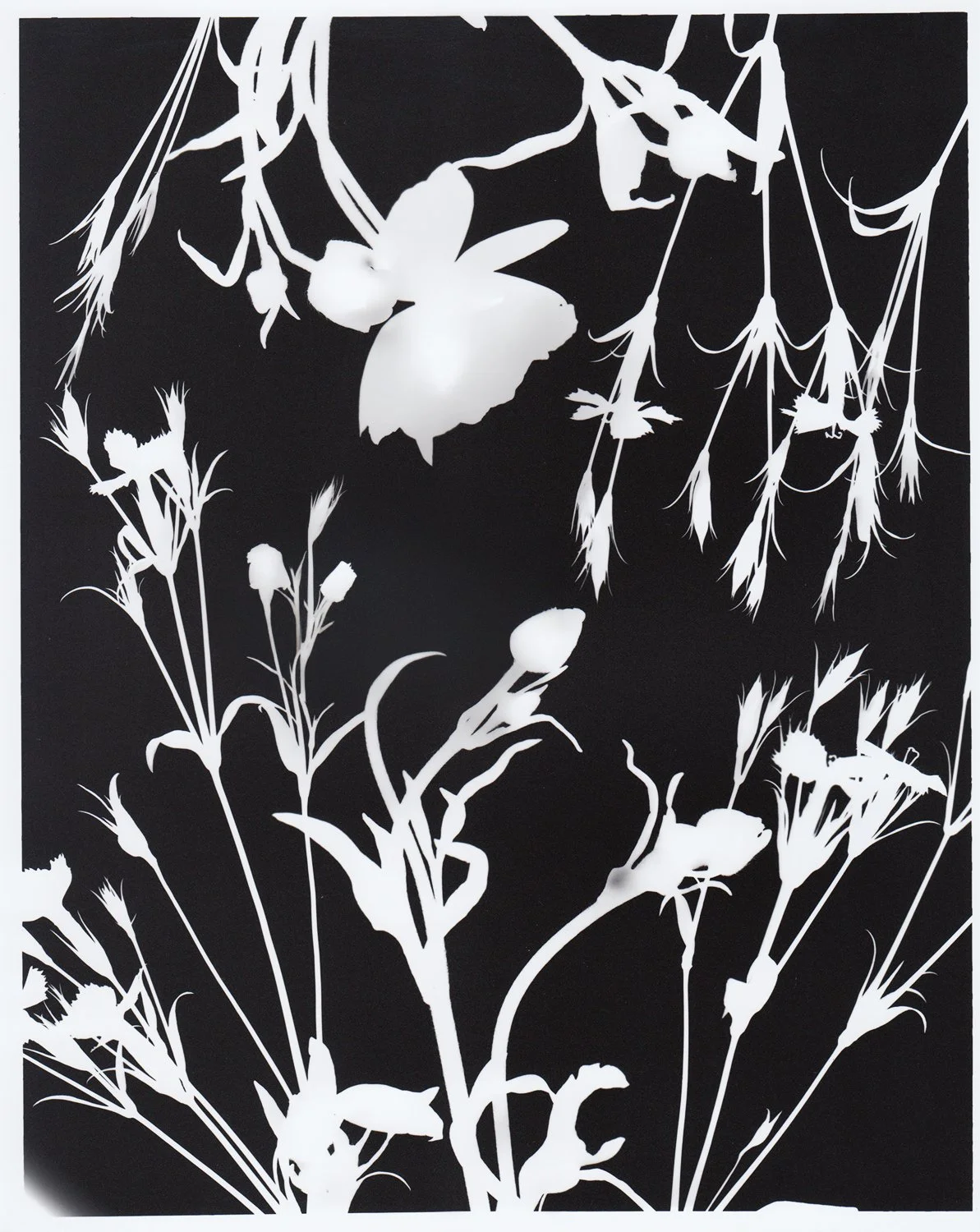FlowerPhotogram_6_web.jpg