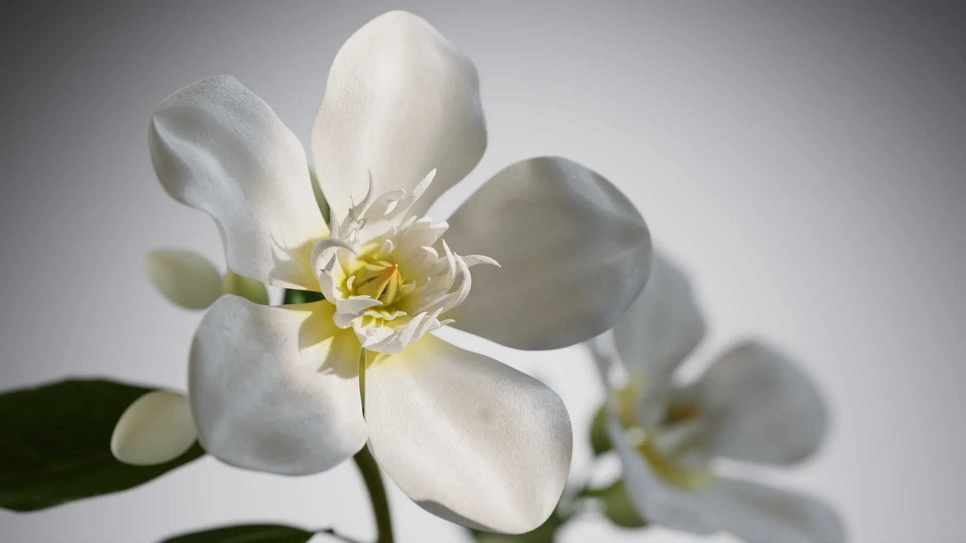 Jasmine Flower_1_0001.jpg