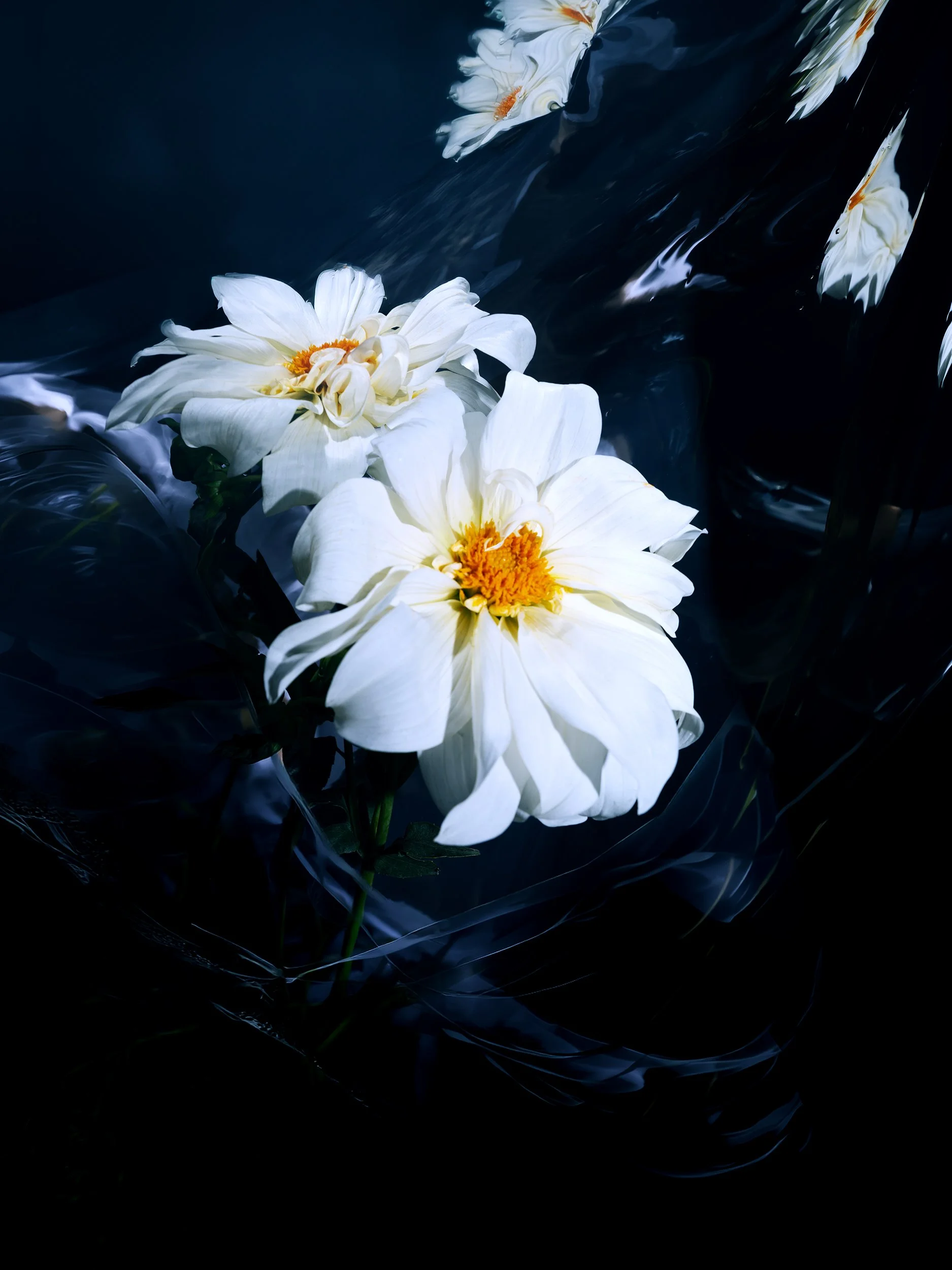 WhimsicalFlowers11442_RT_web.jpg