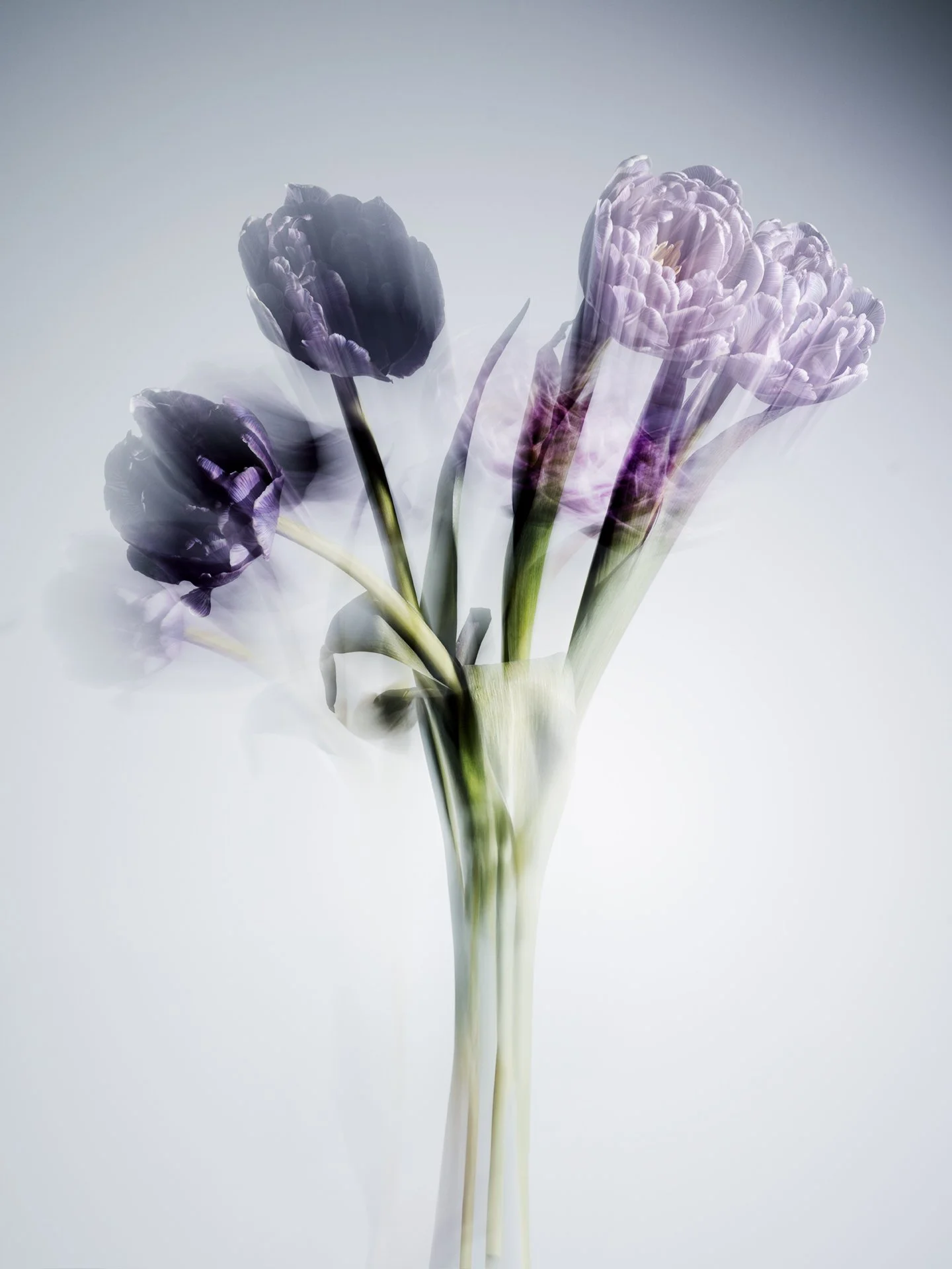Flowers 310139_RT_web.jpg