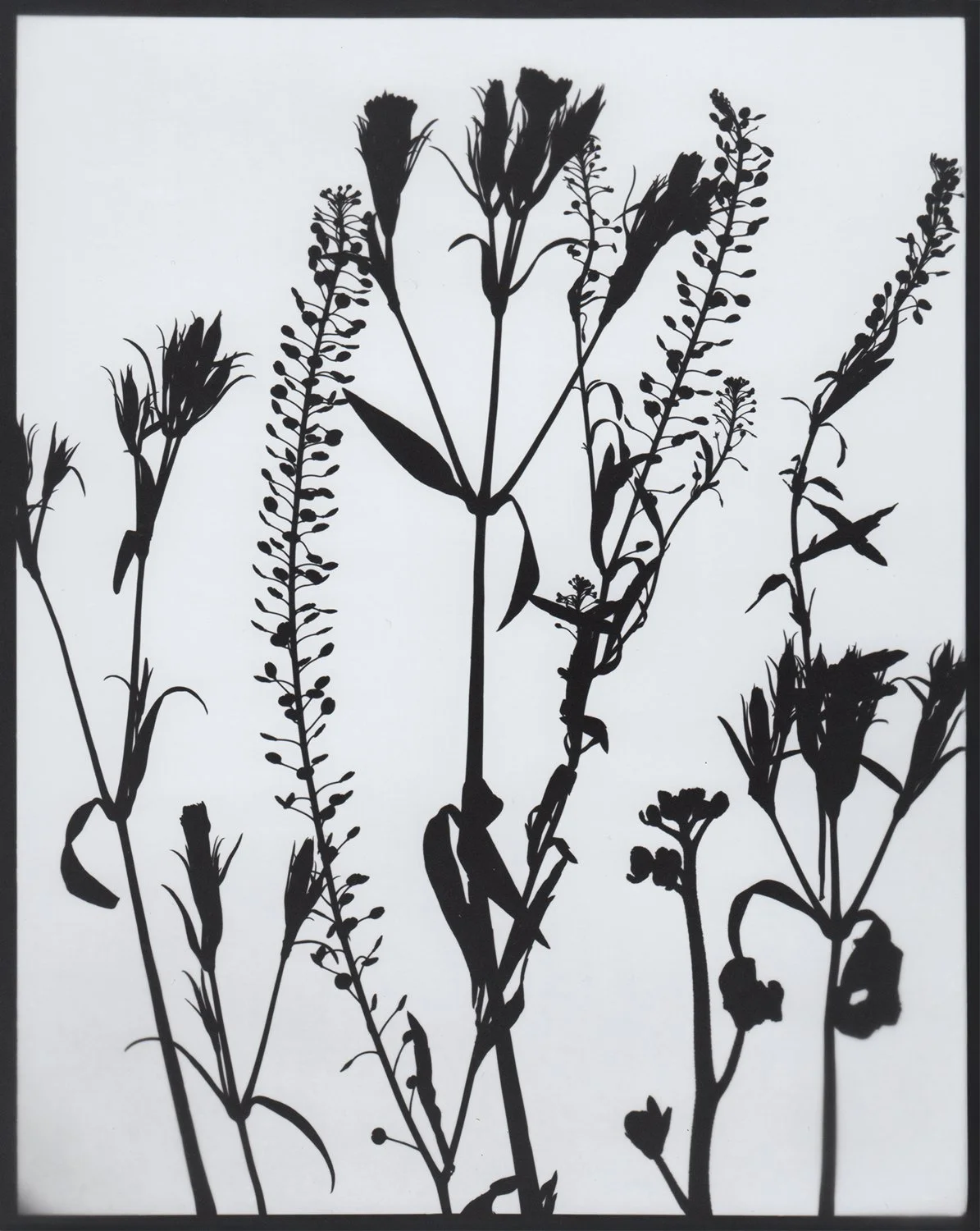 FlowerPhotogram_2_web.jpg