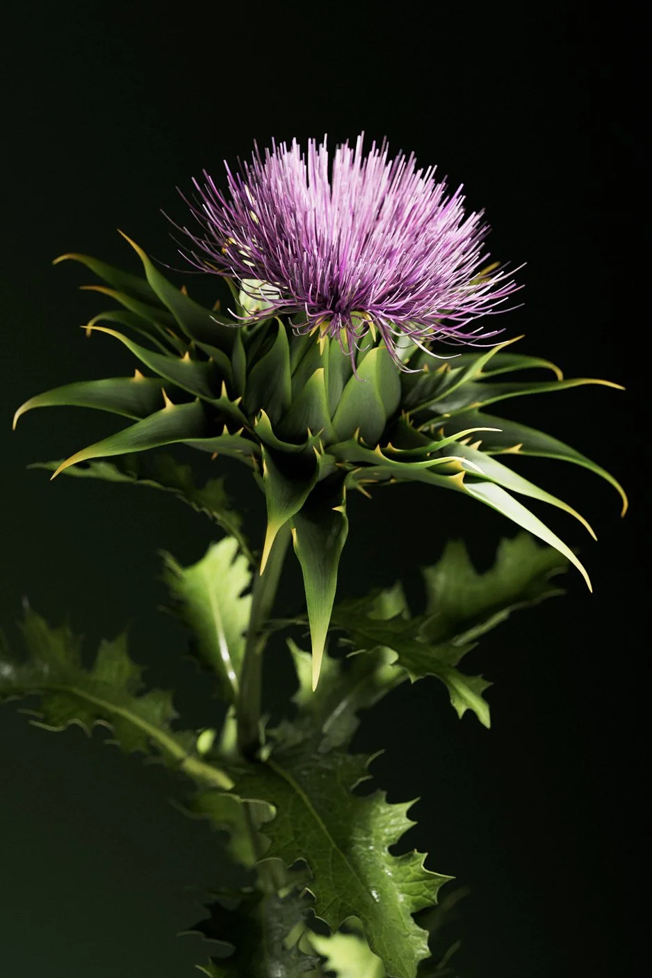 Flower-Still-Wide-2.jpg