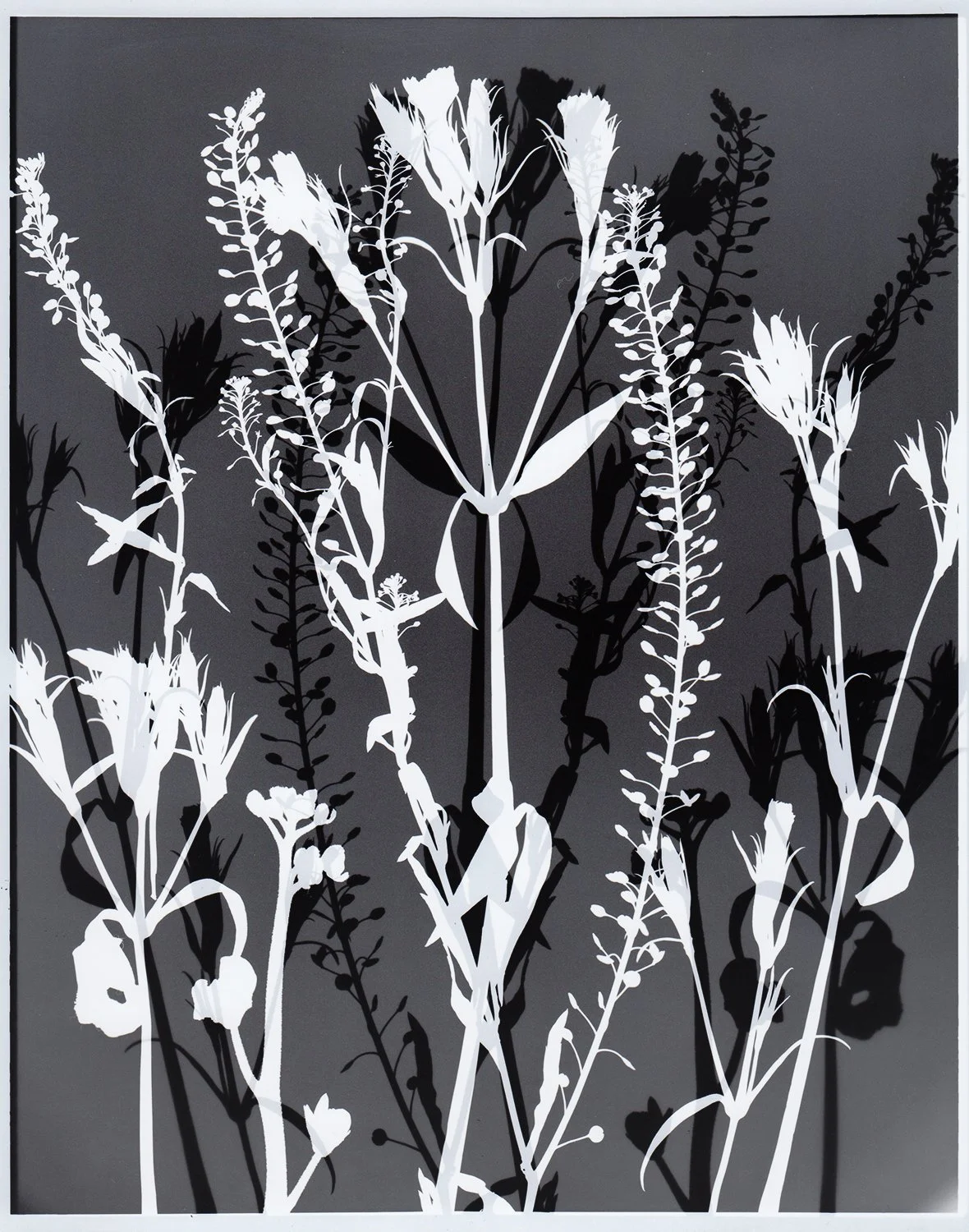 FlowerPhotogram_3_overlay3_web.jpg