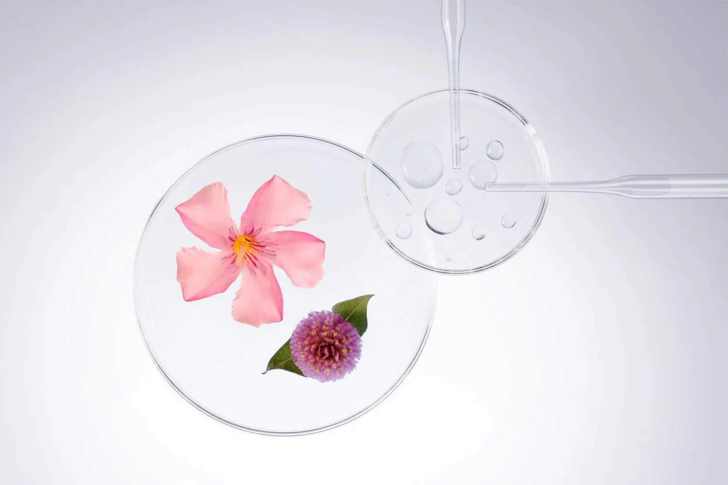 NLT_Ingredients_Shot-10_255_RT_R2_web.jpg