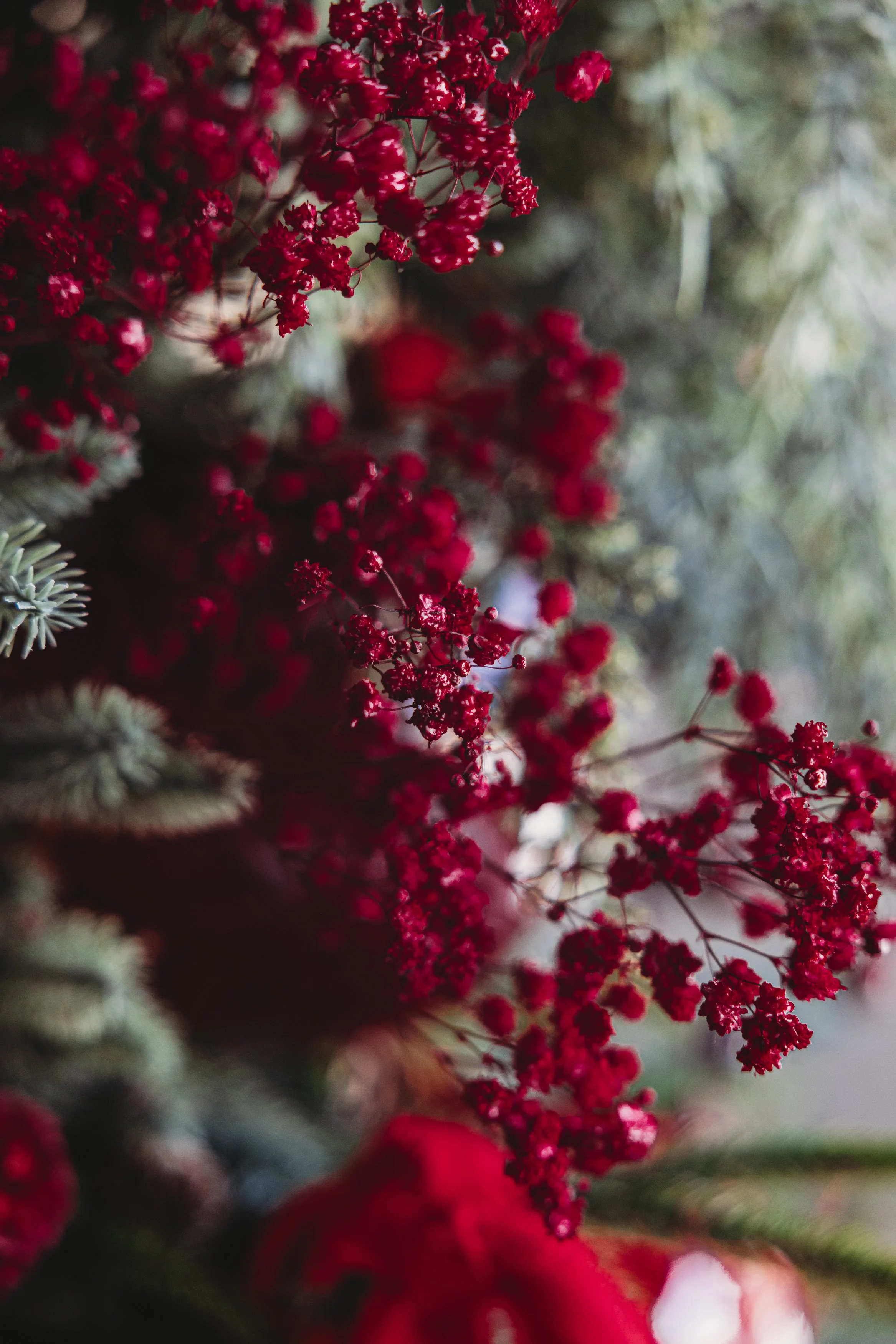 Close-up of red and pink flowers with a blurred natural background.