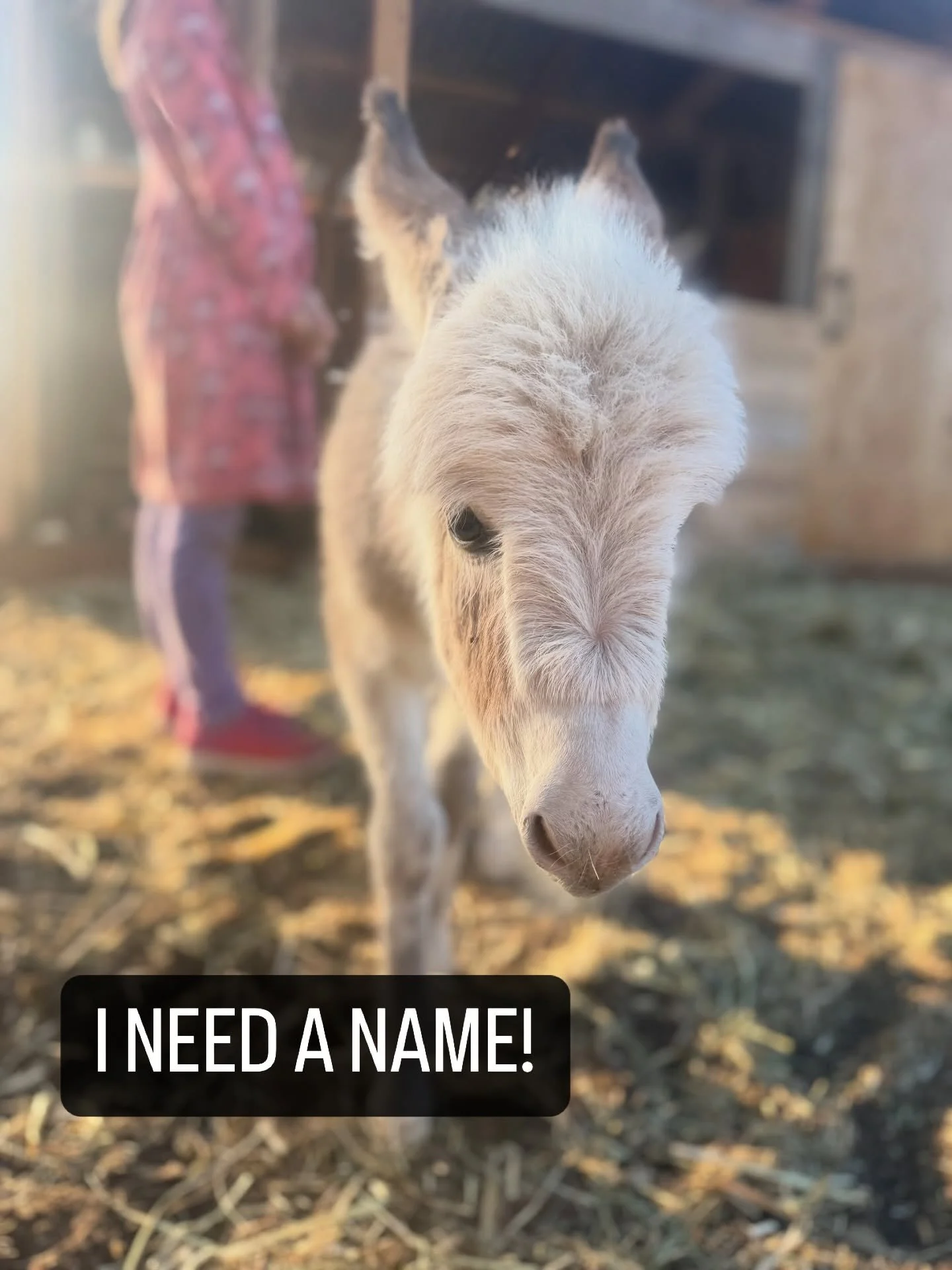 We need your help!! If we are lucky enough, this little guy will be with us for another 35+ years, so we are putting a lot of time and thought into naming him. So far his personality is incredibly jovial, loving and curious. What would you name him??