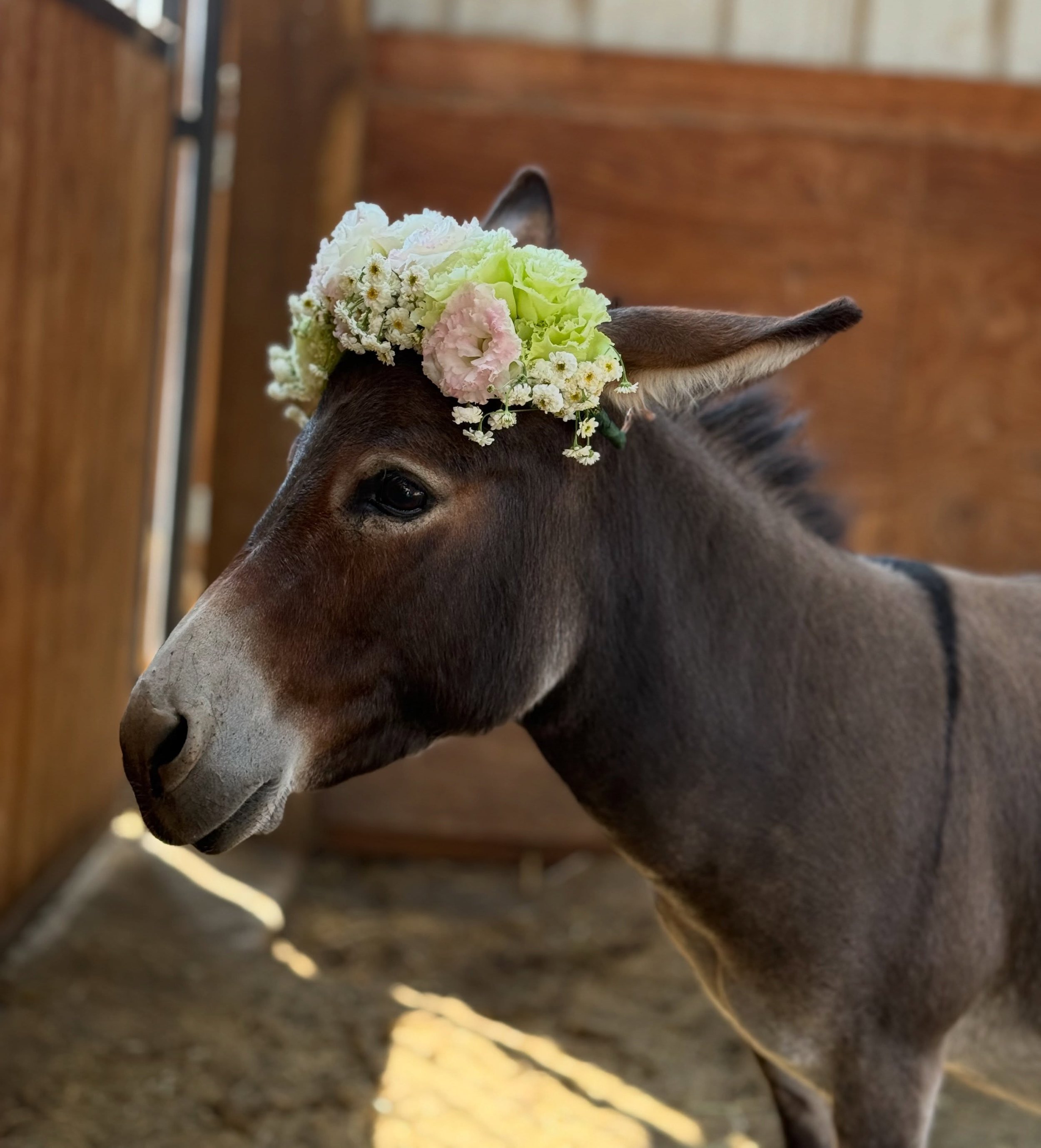 Last fall, when the girls and Cory snuck off to a faraway farm to pick up Gem and Molly as my surprise anniversary gift, they fell in love with another donkey at the same farm. Her name was Wanda. Wanda had a magic to her. She was calm, magnetic and 