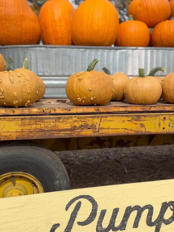 In January, we poured over the seed catalogs thinking about which varietals to offer. Then we ordered them from our favorite seed companies. When they came, we did a happy dance but it was still bitter cold outside so they stayed in their packets in 