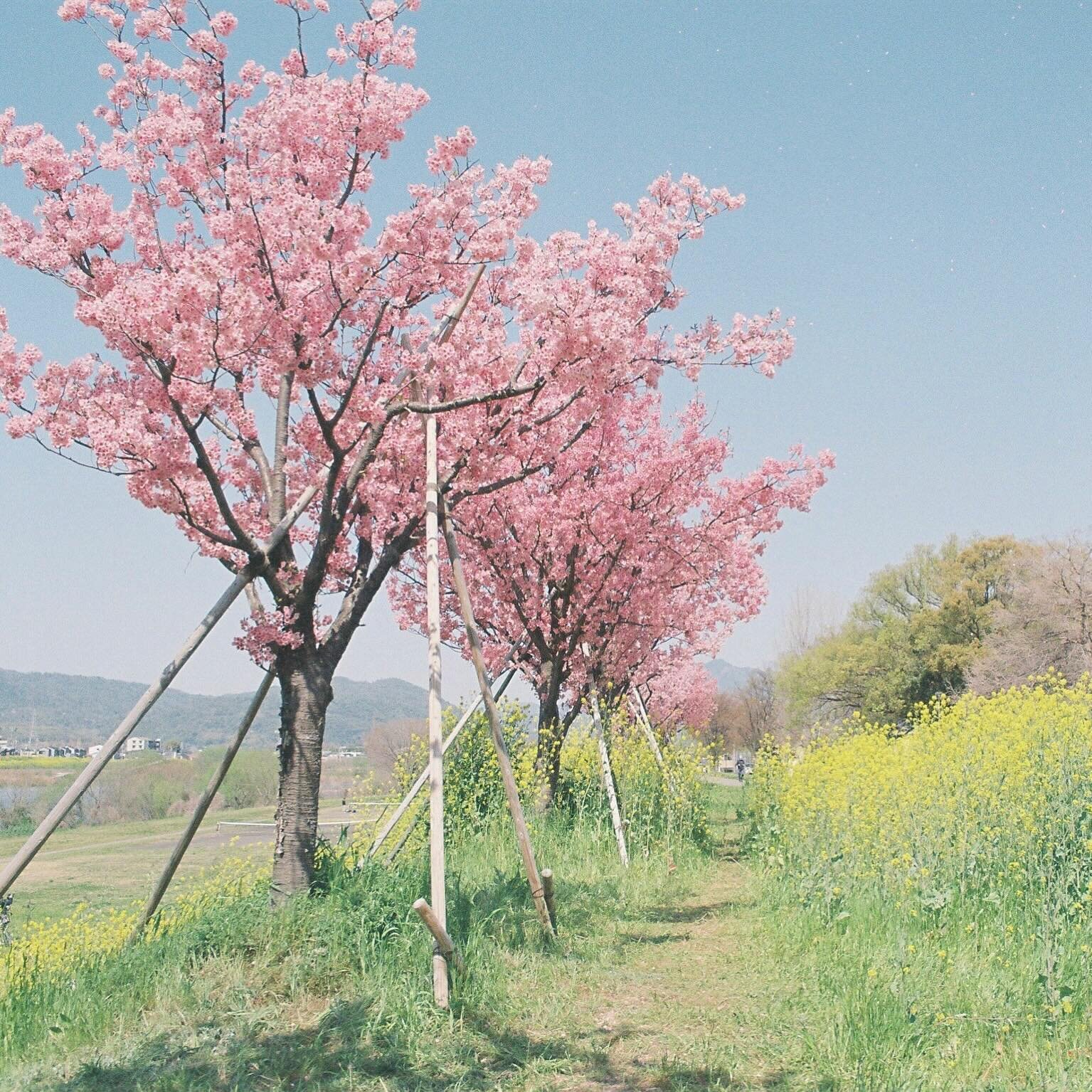Cherry blossoms paint a fleeting masterpiece.

#kyoto
#kodakultramax400 

#everybodyfilm #ifyouleave #filmdiscovered #lensculture #afilmcosmos #somewheremagazine #analoguevibes #thefilmrenaissance #filmphotomag #thirtyfivefuckingmillimeter #infilmwet
