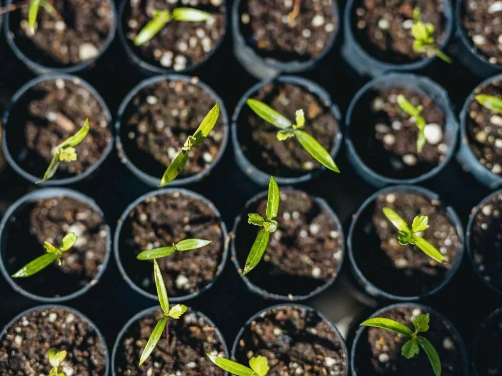 Beyond Fuel Reduction: What Science Is Teaching Us About Restoring Fire-Affected Landscapes