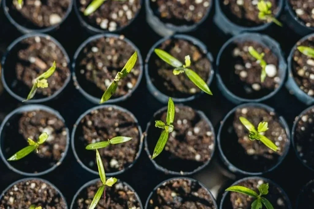 Beyond Fuel Reduction: What Science Is Teaching Us About Restoring Fire-Affected Landscapes