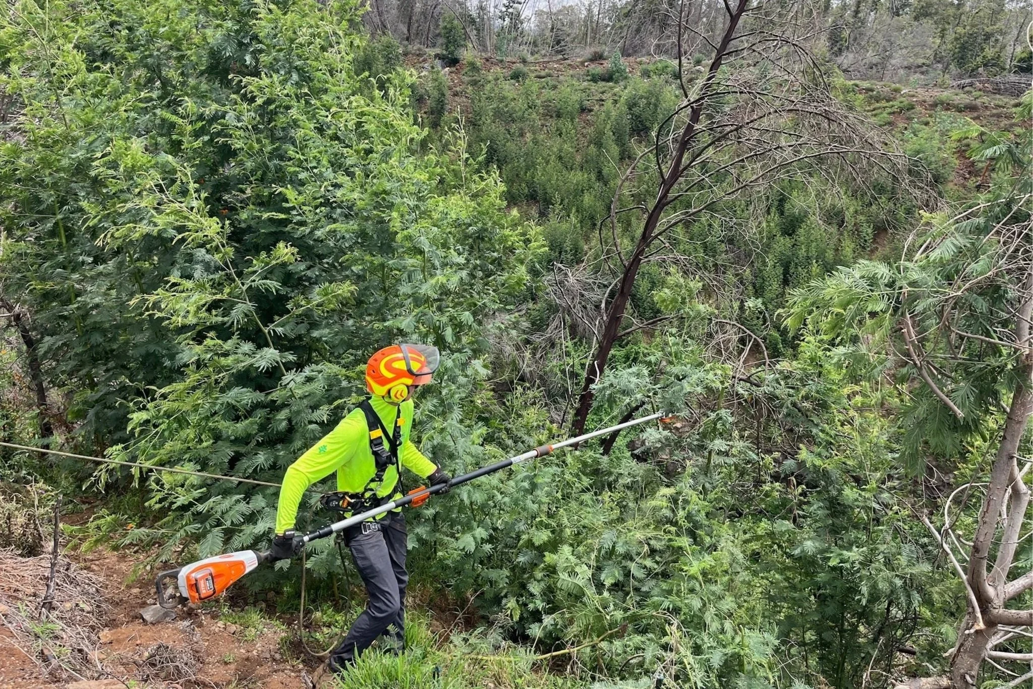As Fire Season Begins, Kula Residents Take Bold Action to Remove Invasive Wattle