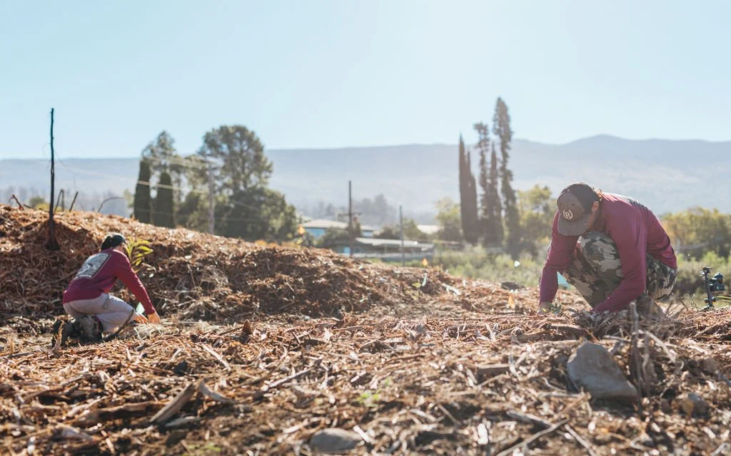 Two people working in a rural field, planting or tending to crops with a backdrop of trees, mountains, and a bright sky.