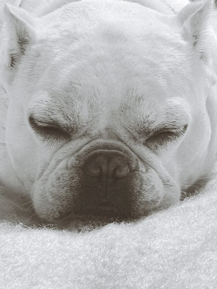 Close-up of a white dog, likely a French Bulldog, sleeping on a snowy surface.