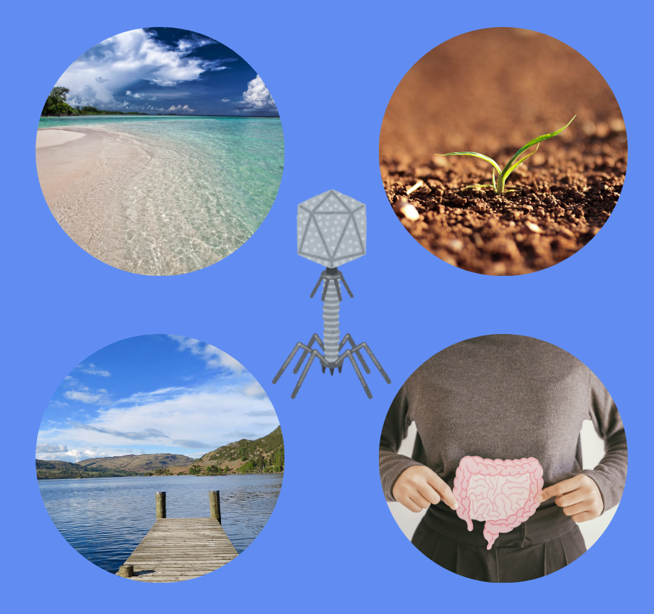 What are phages? | Discover and Fight Bacteria Today ...