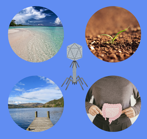 What are phages? | Discover and Fight Bacteria Today ...