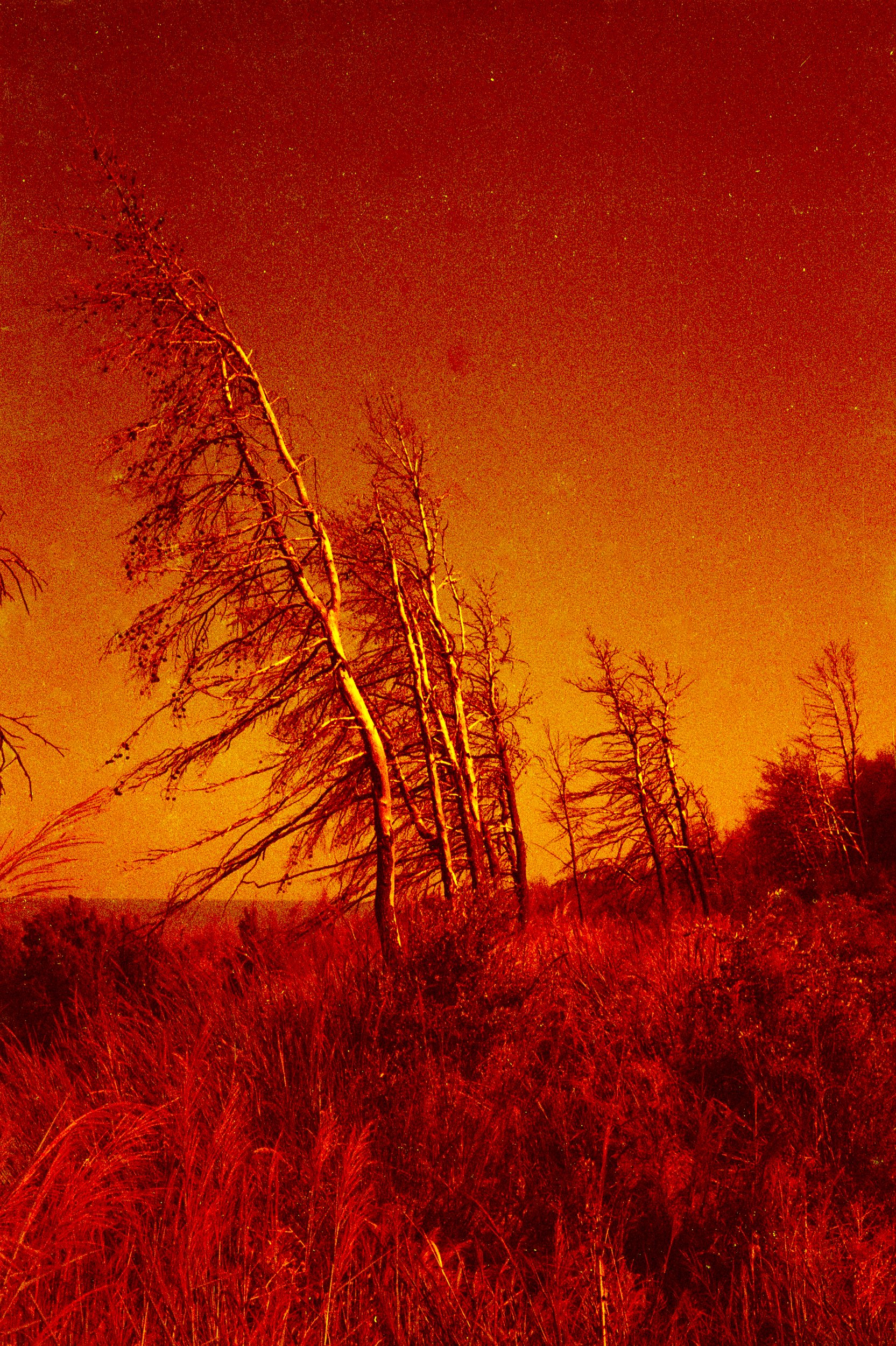 redscale-italy-5.jpg