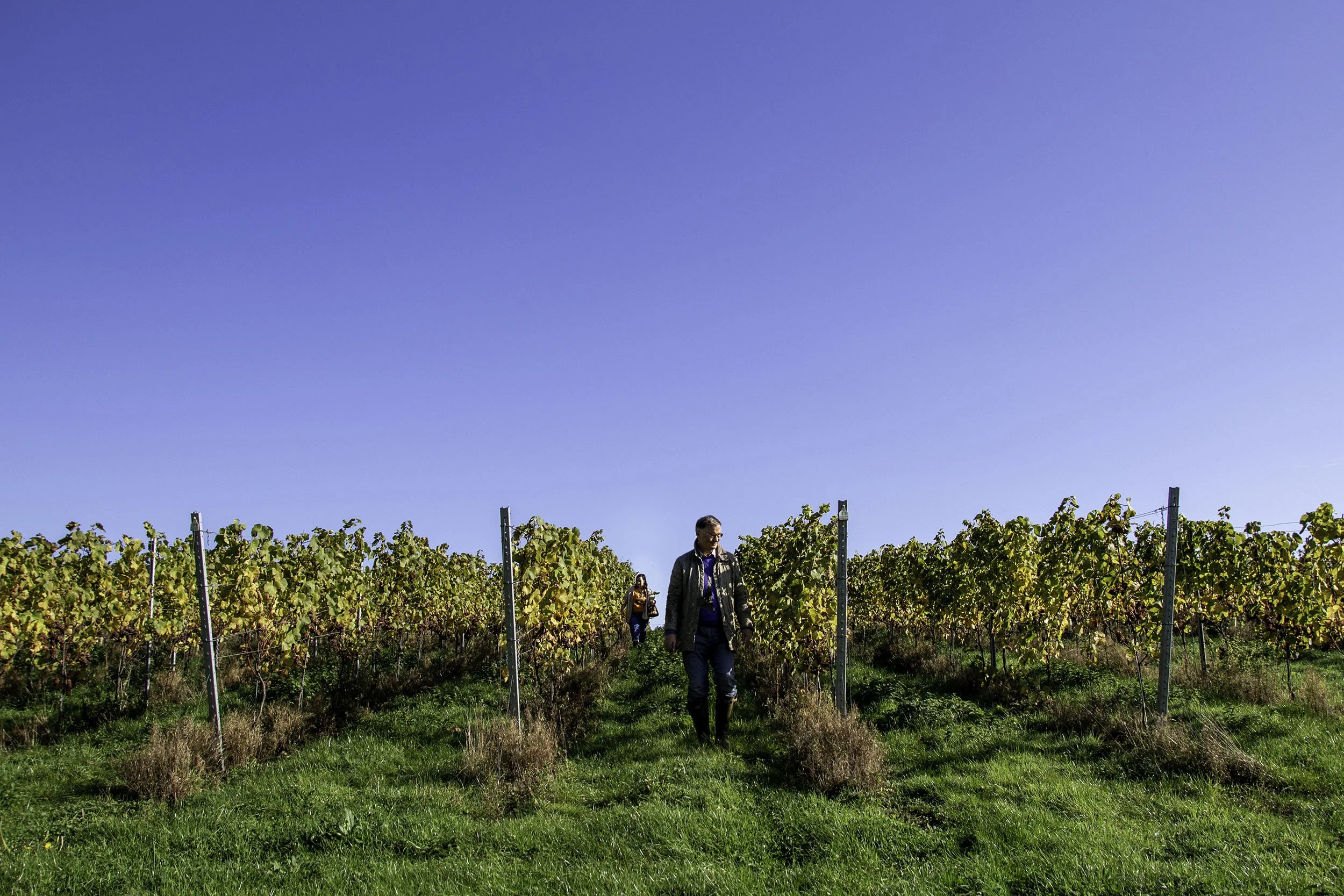 London Wine Circuit, Battersea