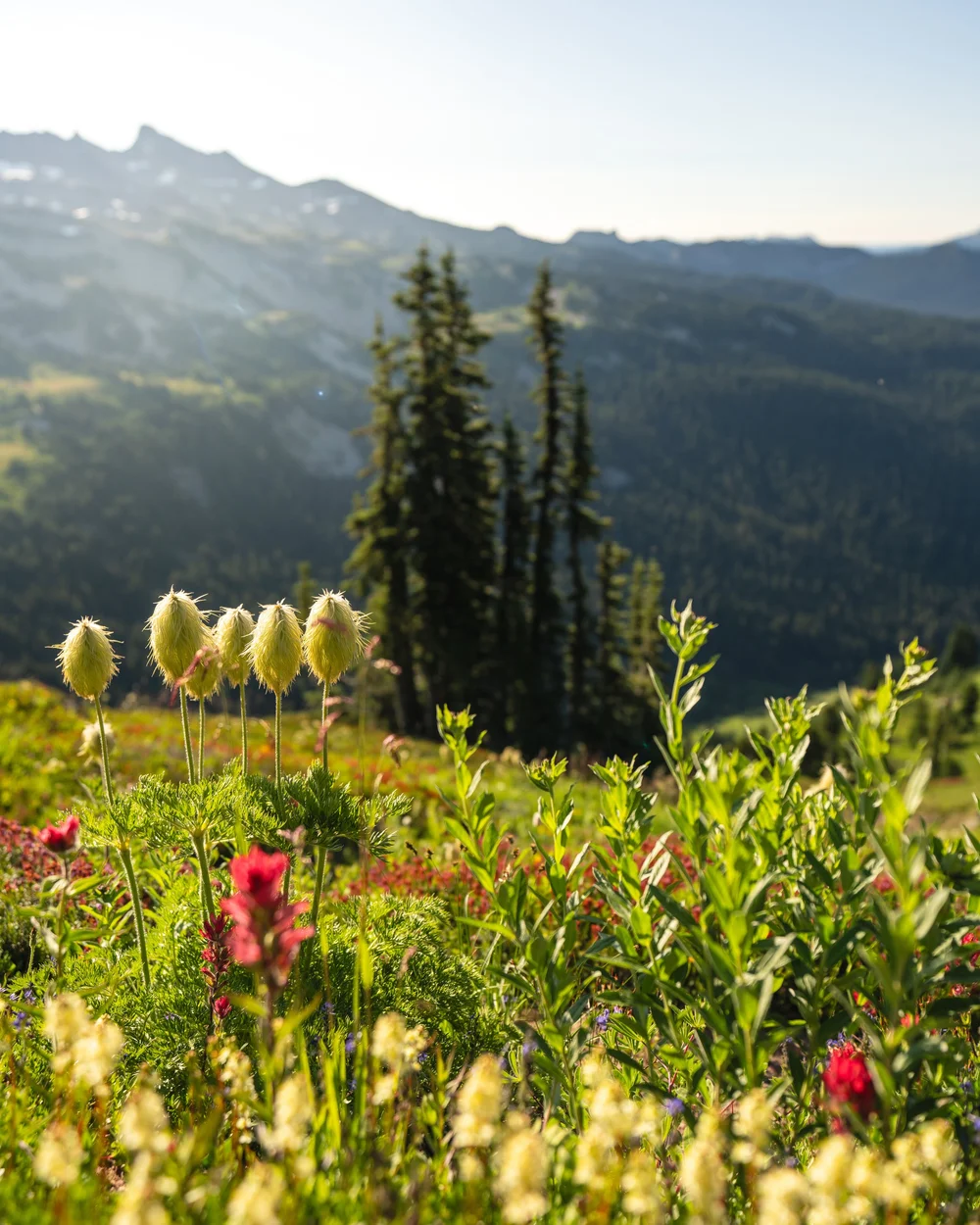 goat rocks wilderness washington hiking trails .jpeg