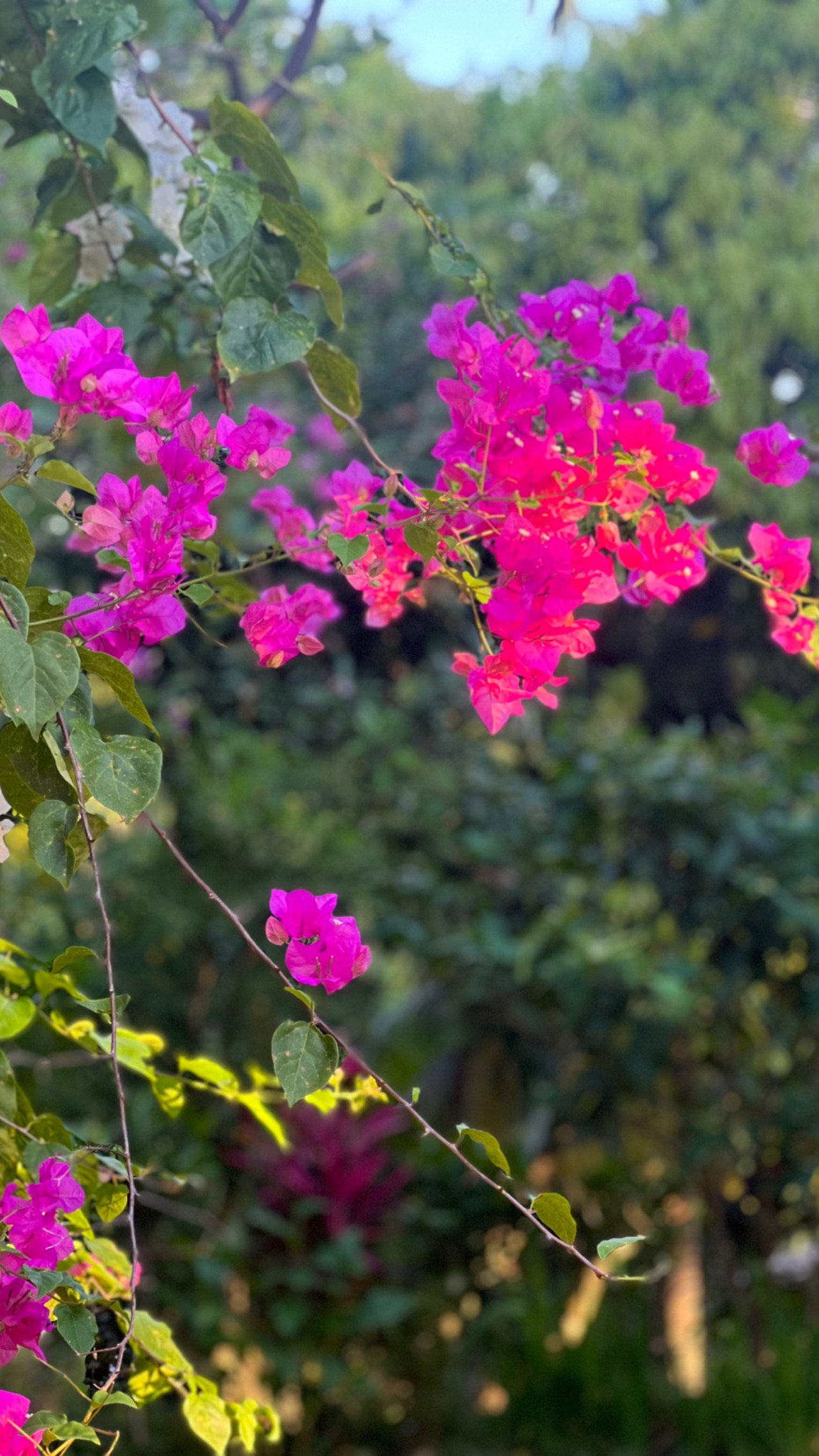 9EE0EEF6-5D8C-4F41-8E0D-5A300B5300E1.jpeg