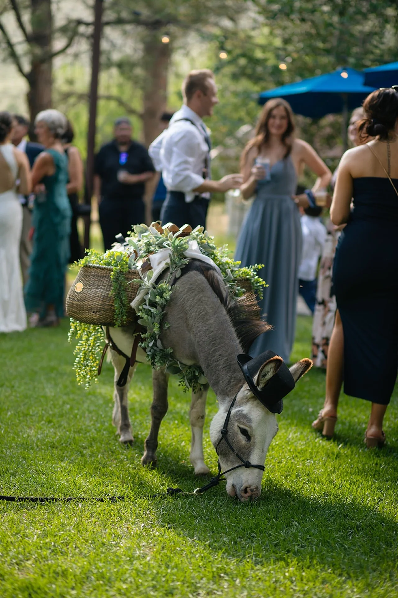 Donkey wearing a tiny black top hat and greenery garland while grazing on grass during an outdoor wedding cocktail hour with guests mingling in the background.