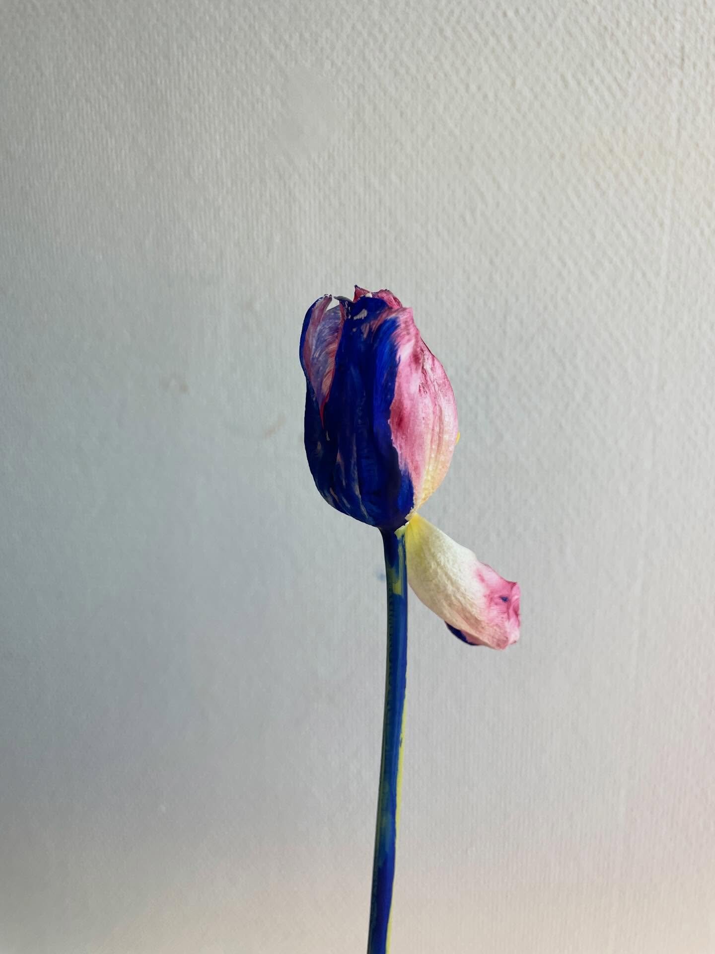 Ibland blir det extra h&auml;rliga f&auml;rgkombinationer n&auml;r vi trycker v&auml;xter. Rosa och ultramarin 🤩 &Ouml;gonen kan inte f&aring; nog. 

#ultramarin #rosa