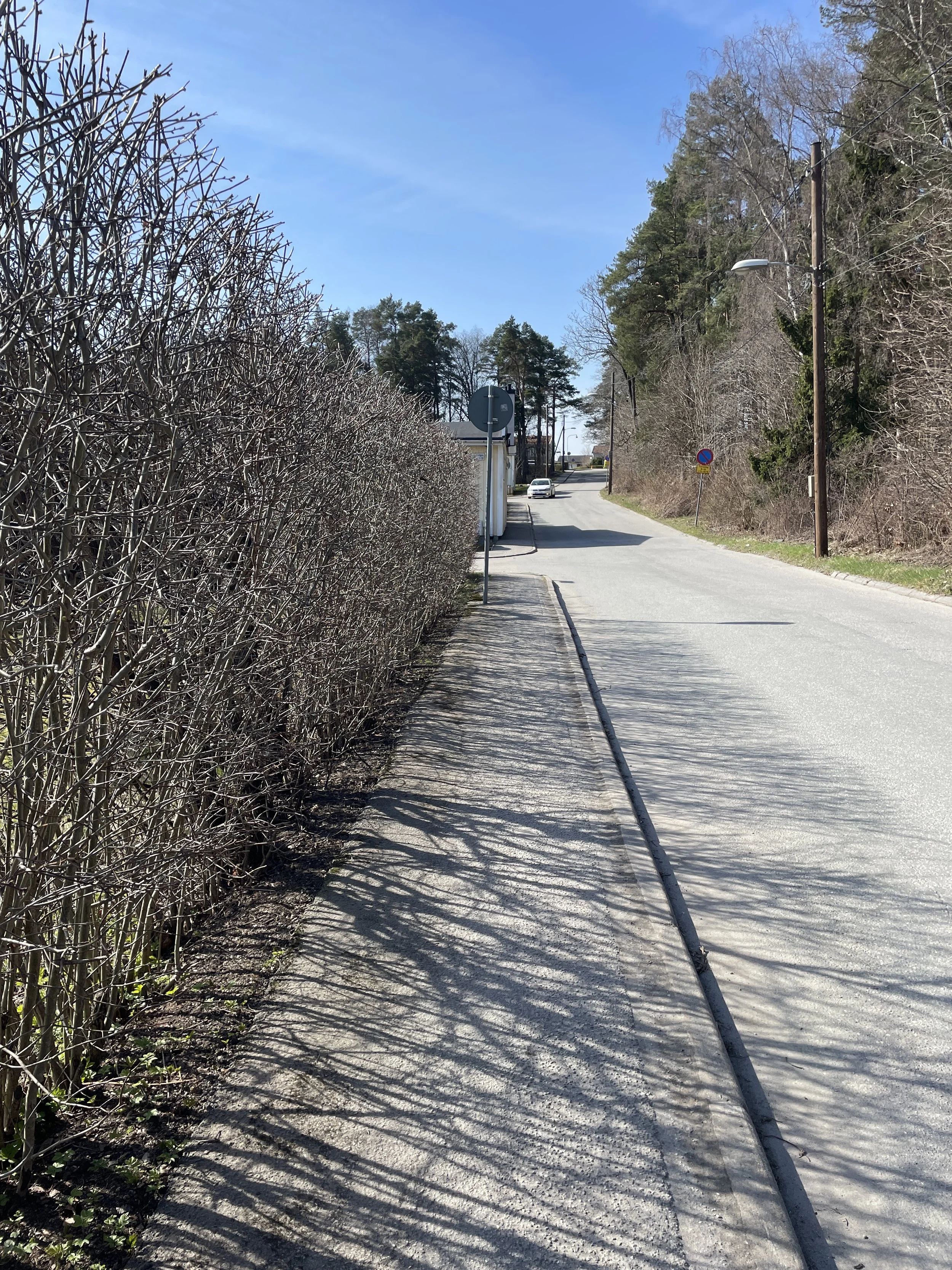 En häck som jag går förbi varje dag på väg till ateljén.