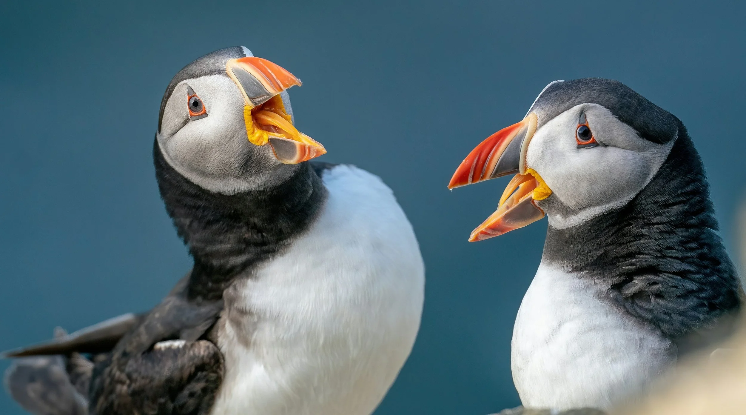 Two puffins with their beaks open like they are talking to each other.