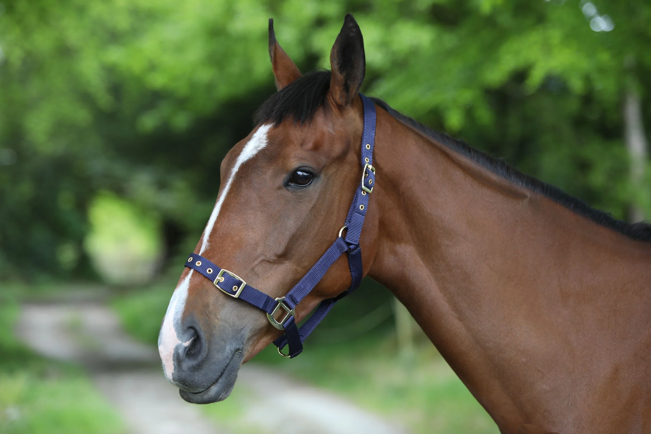 Headcoller Rack Hy Equestrian Anodize Leather Head Collar — Head to Hooves Equine Supplies