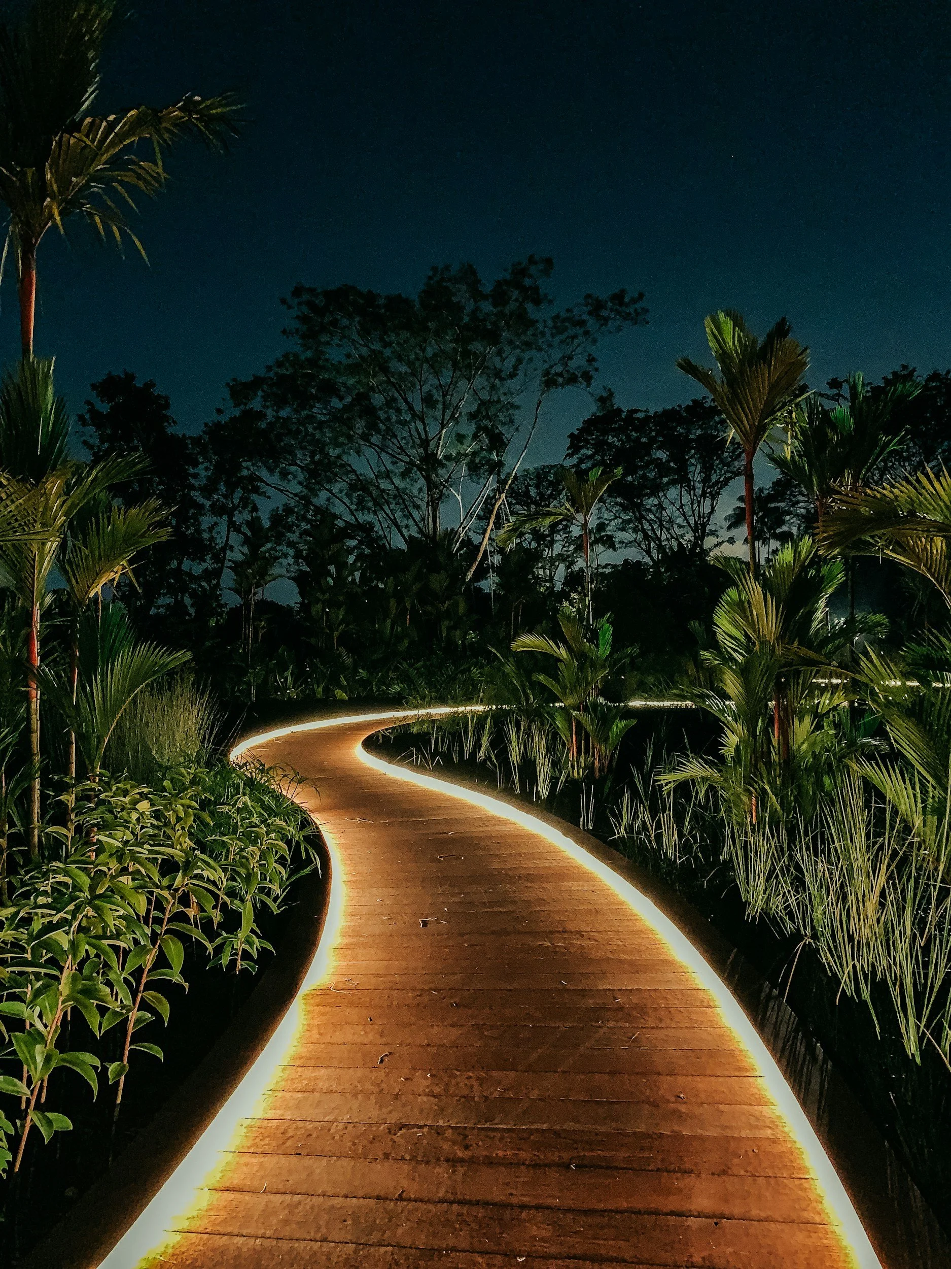 A winding wooden pathway illuminated by lights along its edges, surrounded by lush tropical plants and trees, under a dark night sky.