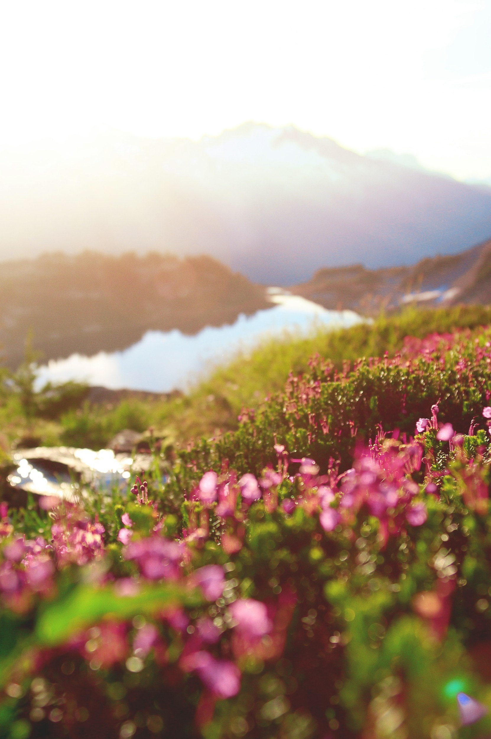 A scenic landscape with pink flowers in the foreground, a river flowing through the valley, mountains in the background, and bright sunlight overhead.