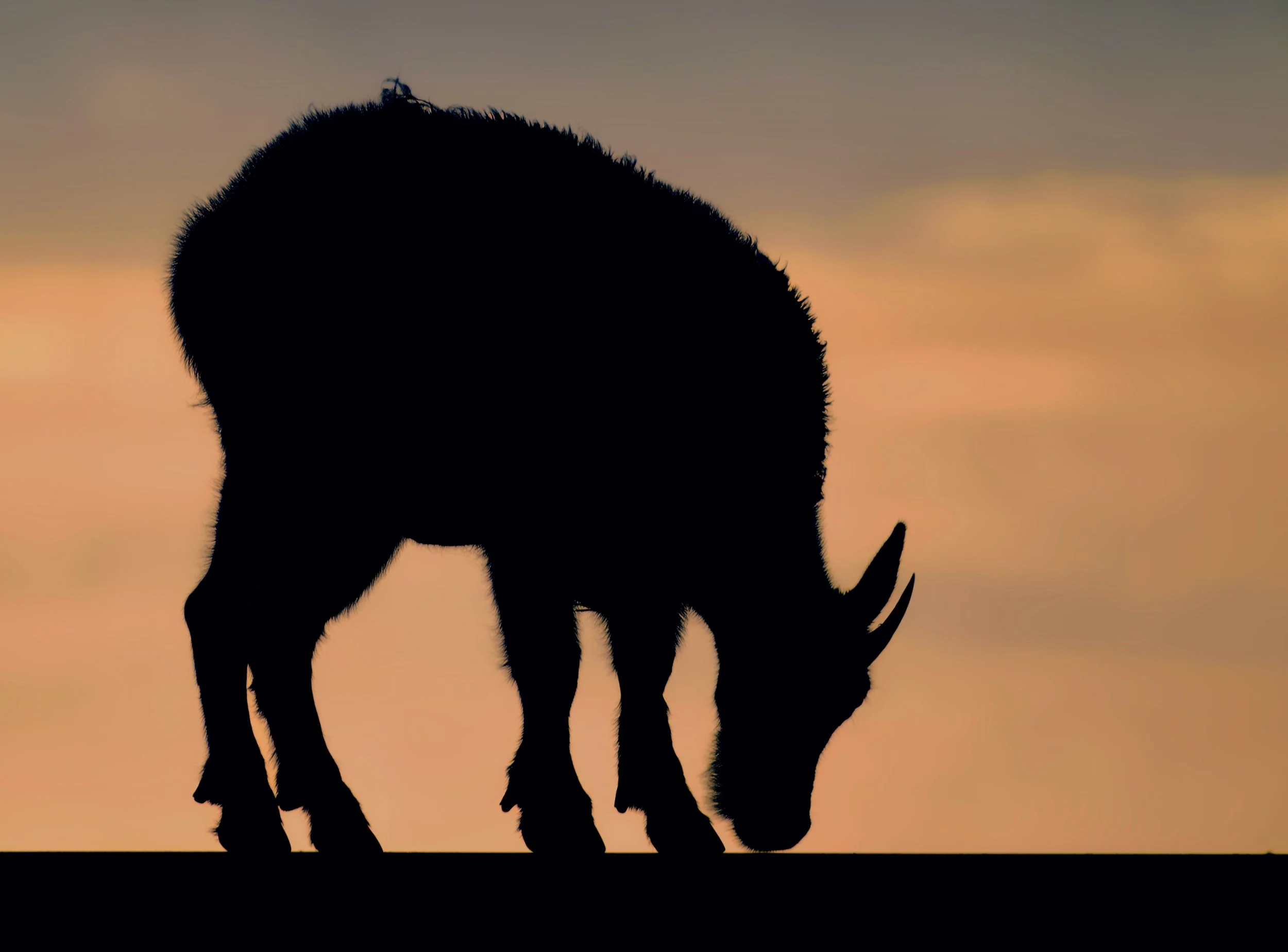 Mountain Goat Sunrise .jpeg