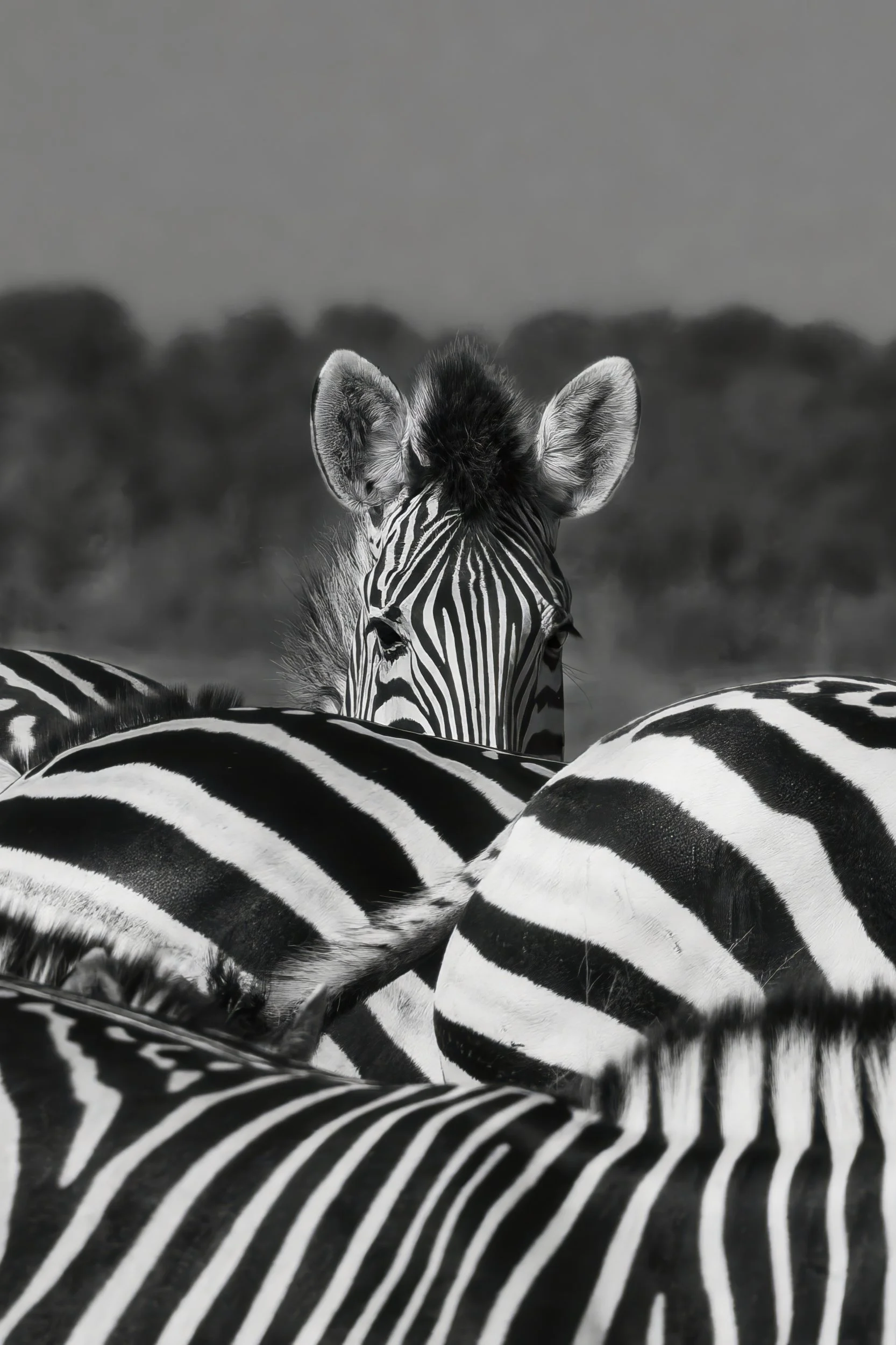 Hiding Behind Stripes.jpeg