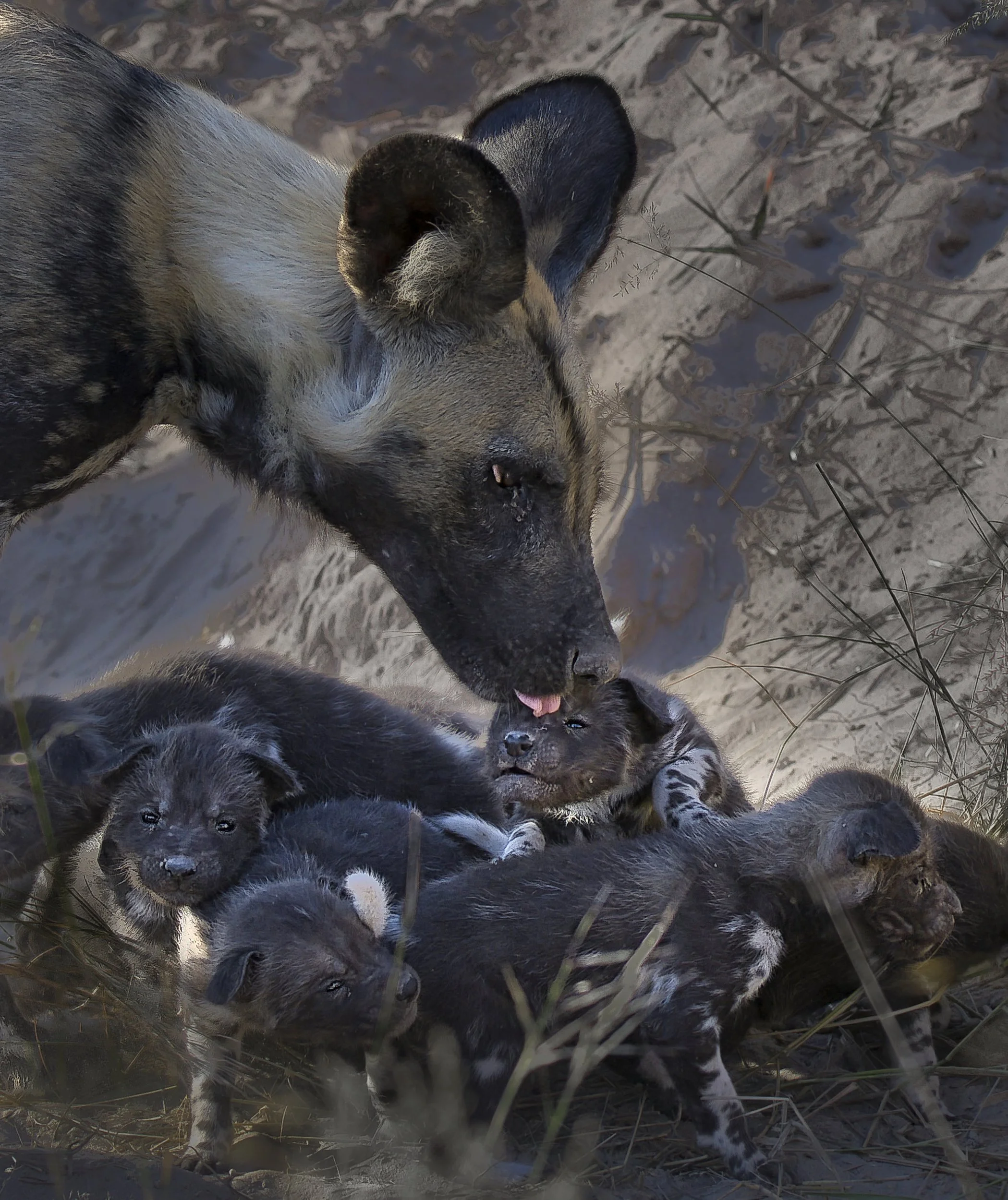 Wild Dog Puppies.jpeg