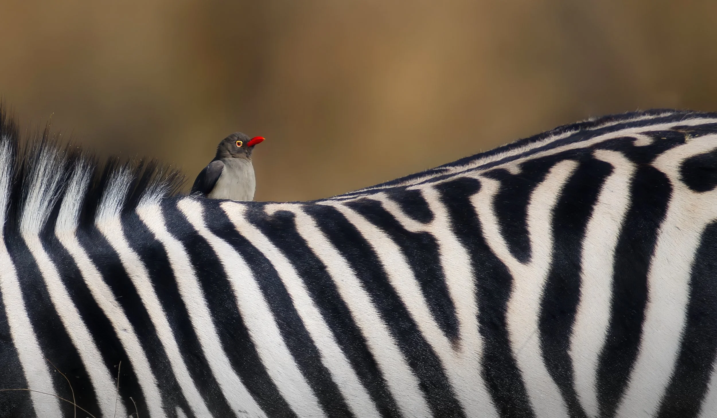 Riding The Stripes.jpeg