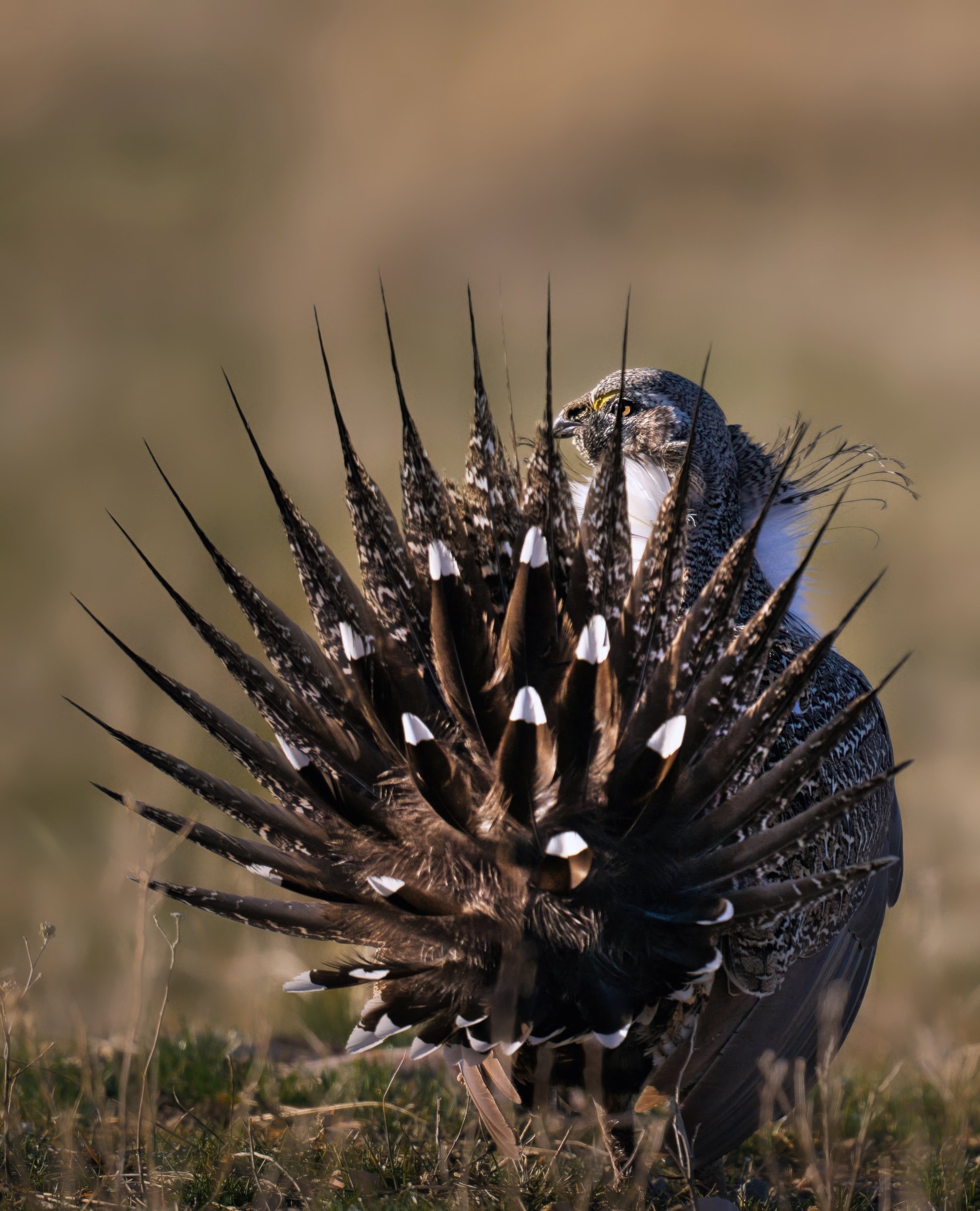Show Tail-gigapixel-standard v2-2x.jpeg