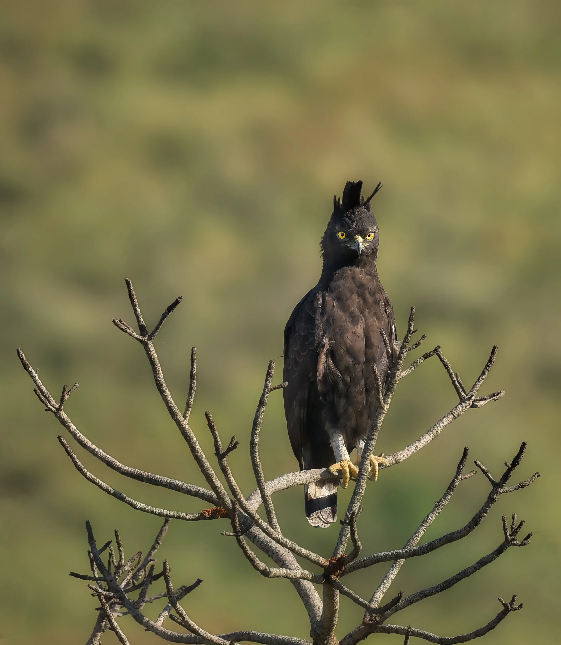 Long crested eagle.jpeg