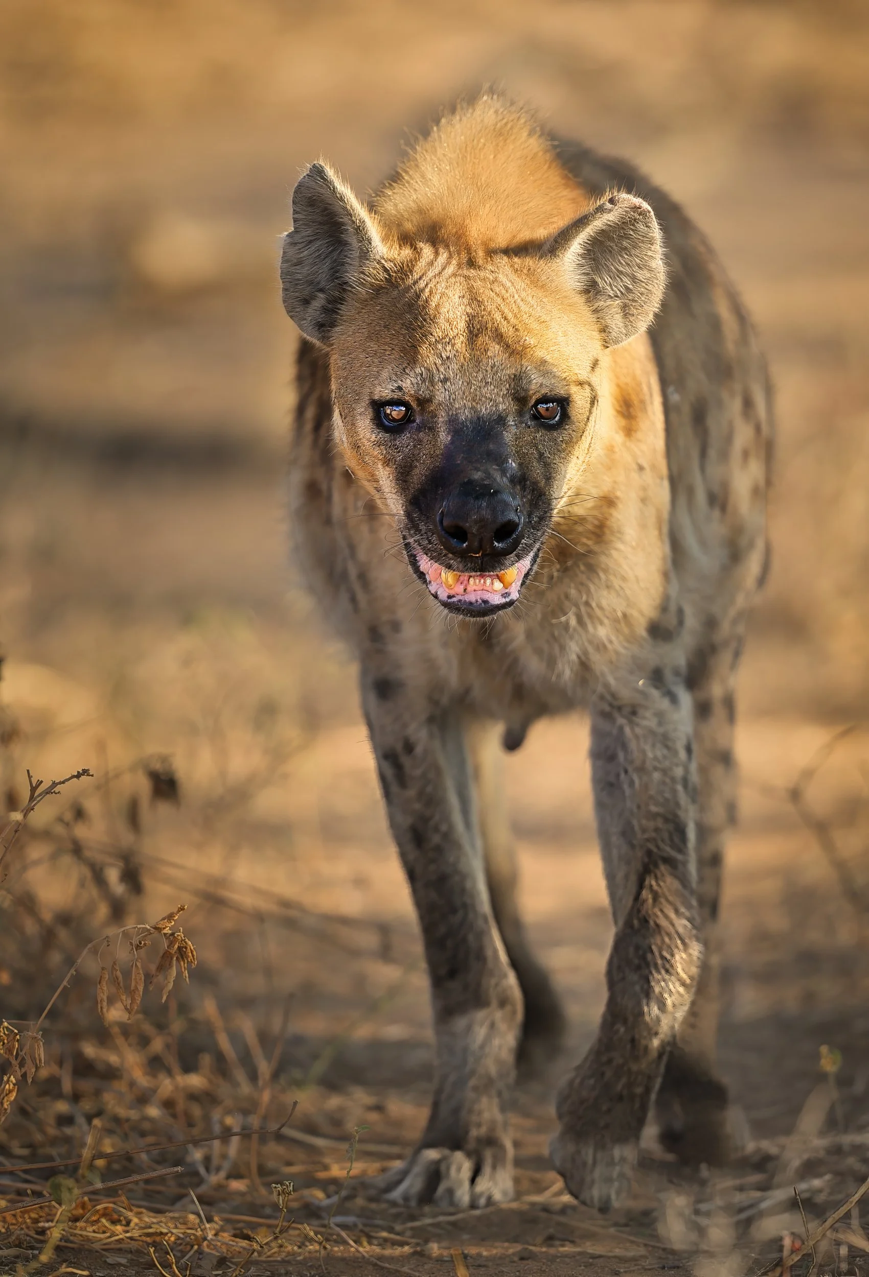 Spotted Hyena.jpeg