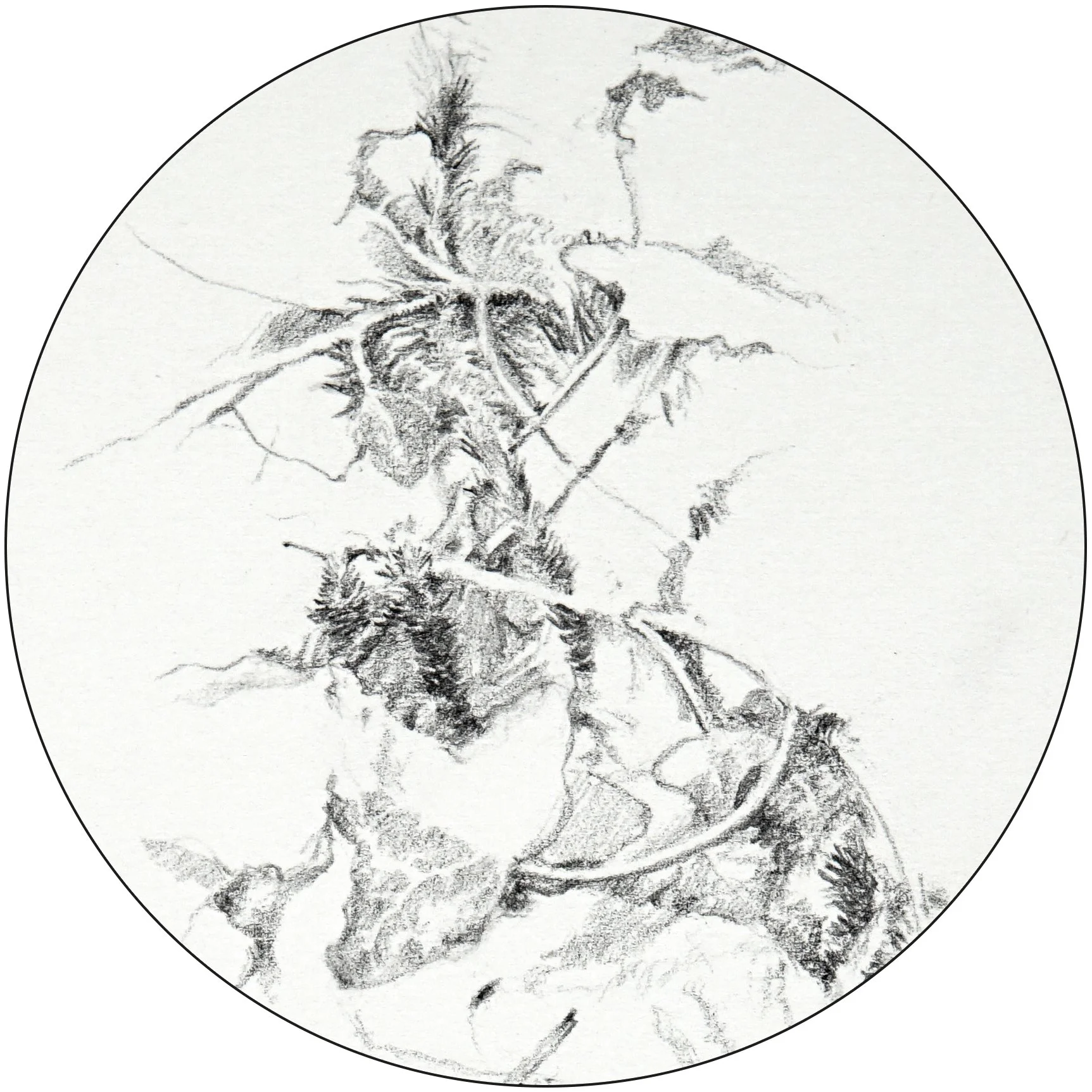 David Harbott – Drawing the Biosphere, a solo exhibition.